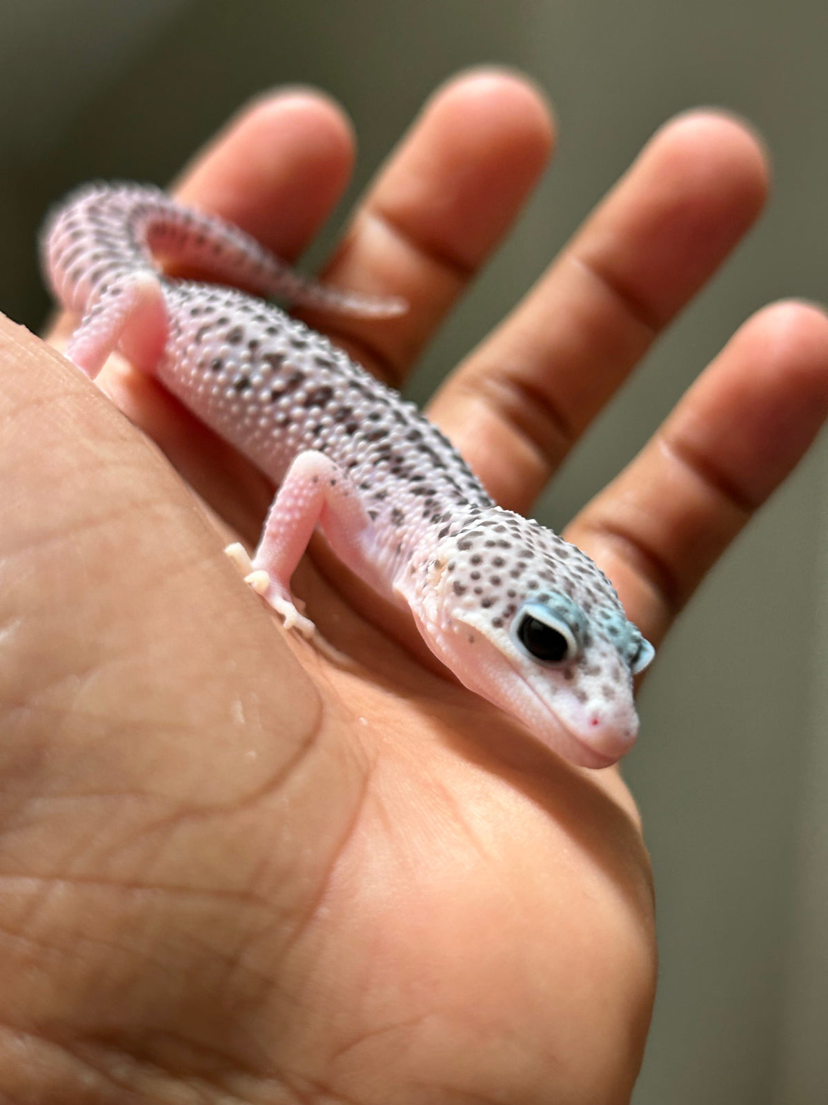 Gecko leopardo Super Snow macho - alfareptiles