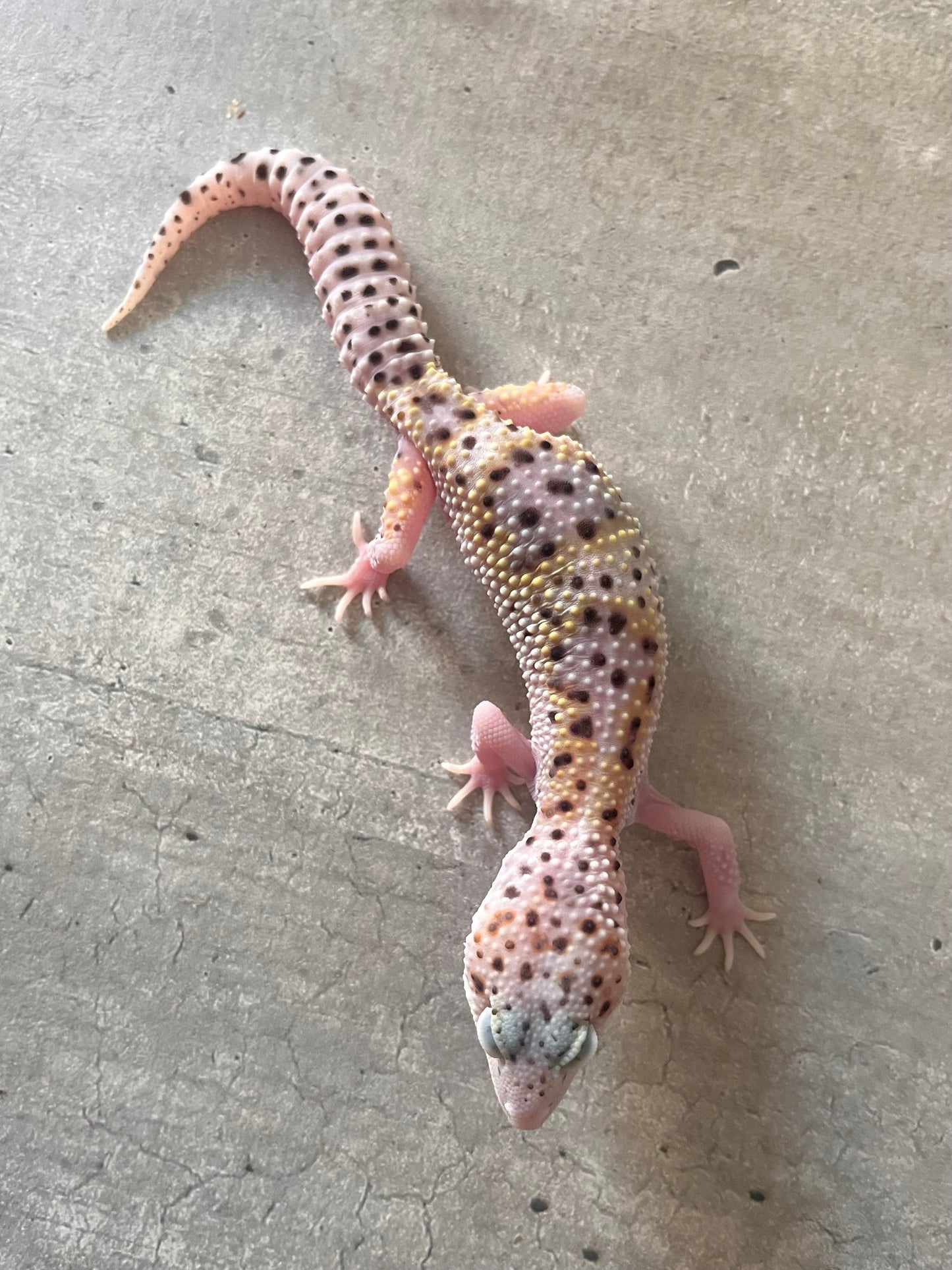 Gecko leopardo W&Y mack eclipse het tremper hembra - alfareptiles