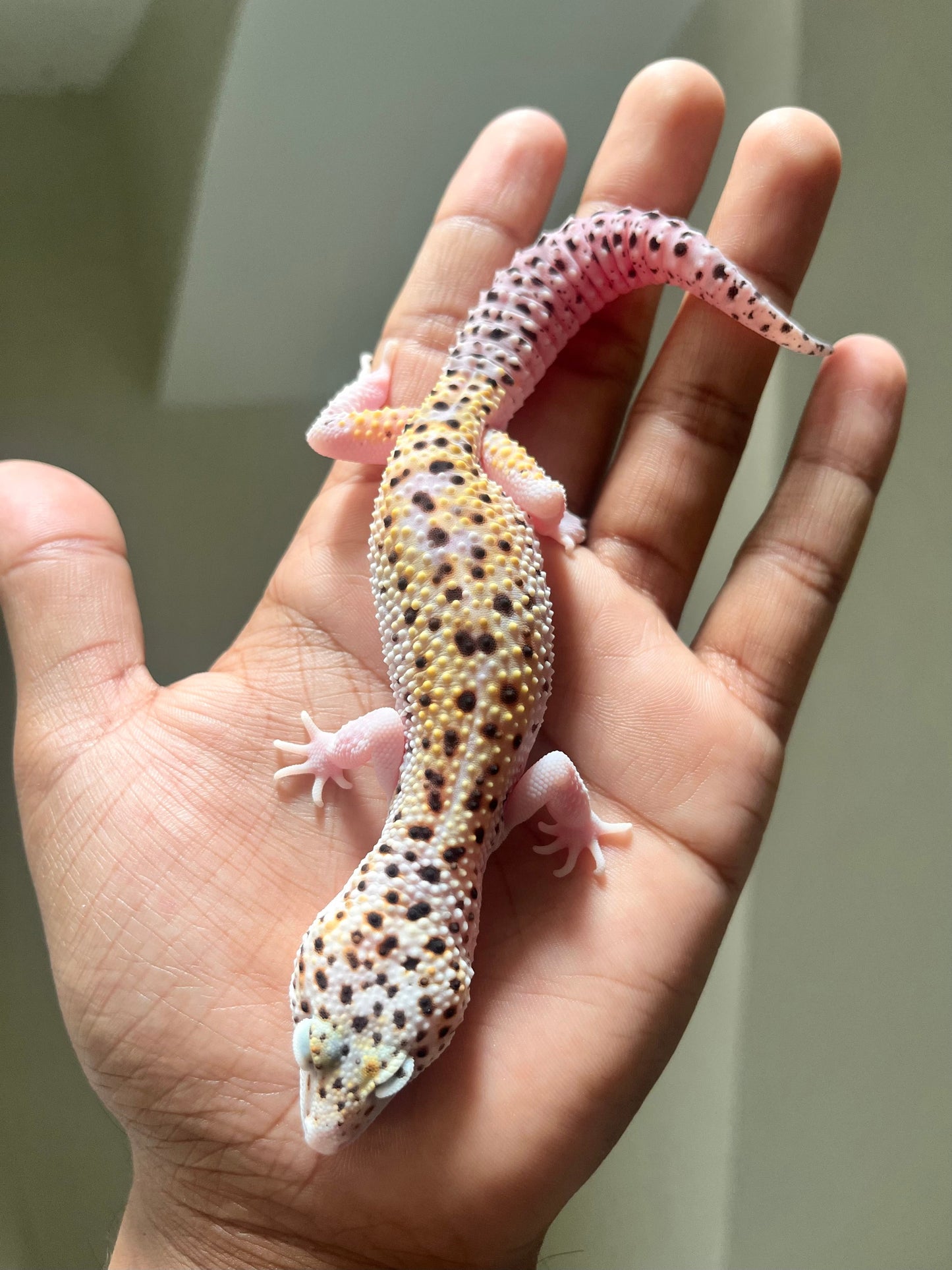 Gecko leopardo W&Y mack eclipse het tremper macho - alfareptiles