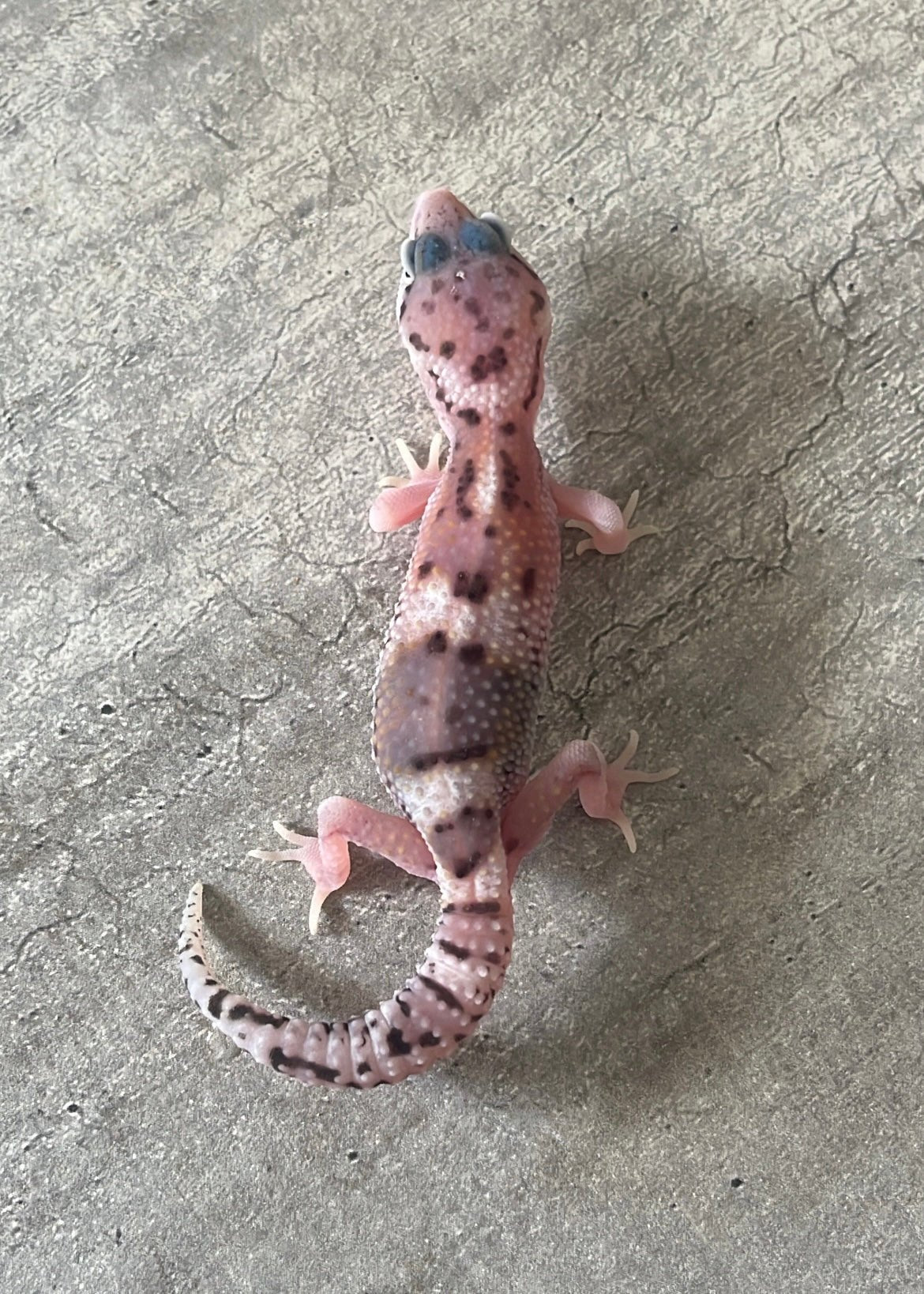 Gecko leopardo Red Diamond macho – alfareptiles
