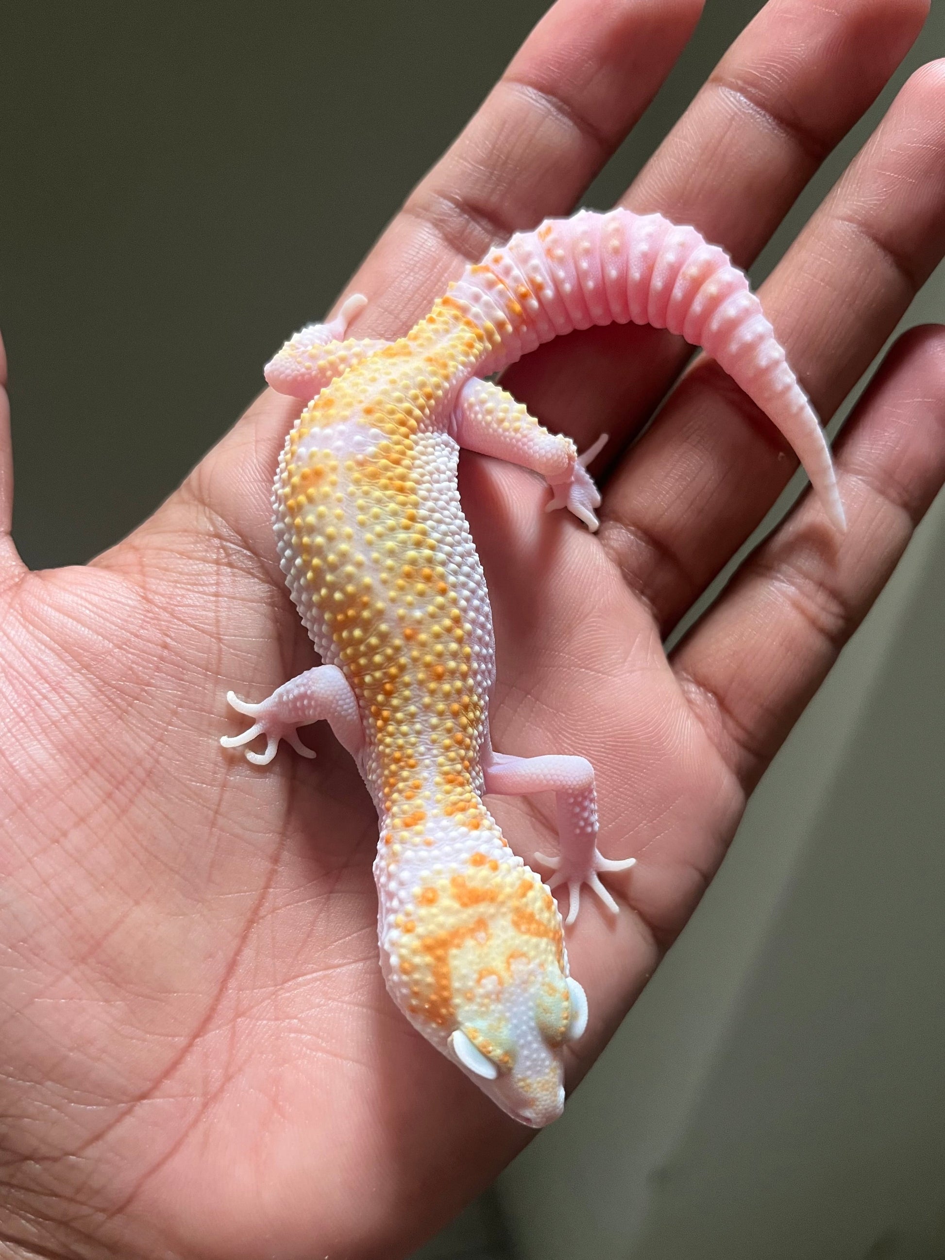 Gecko leopardo W&Y mack raptor hembra - alfareptiles