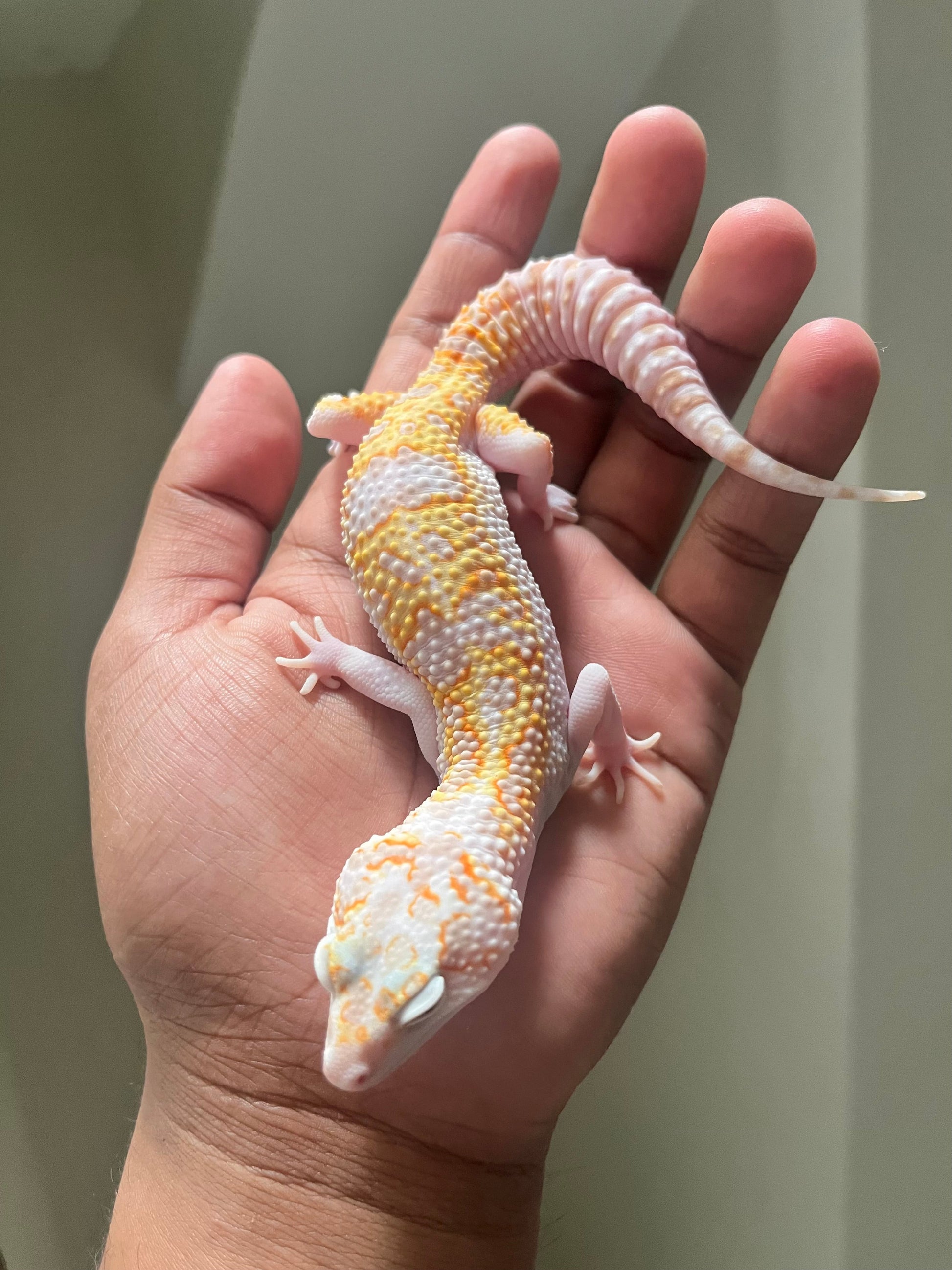 Gecko leopardo W&Y mack tremper macho - alfareptiles