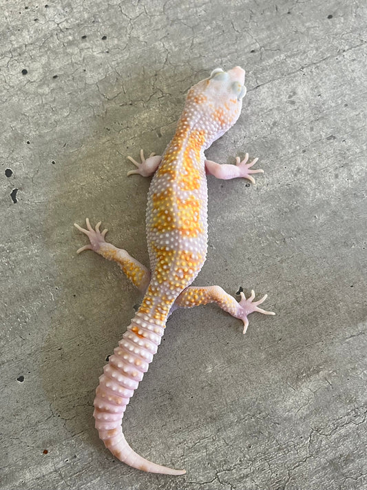 Gecko leopardo W&Y mack tremper macho - alfareptiles