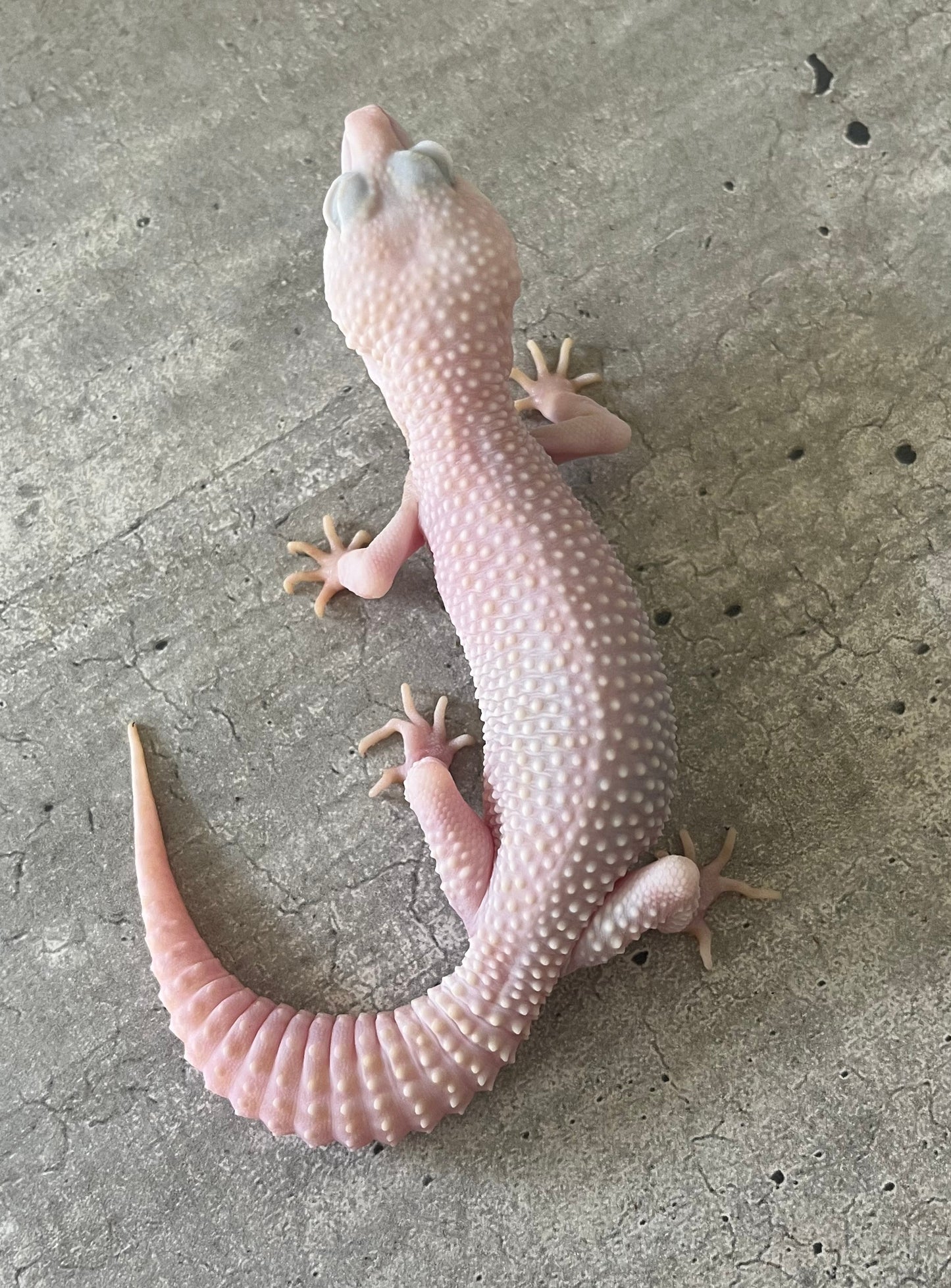 Gecko leopardo W&Y Super snow tremper poss het eclipse macho - alfareptiles