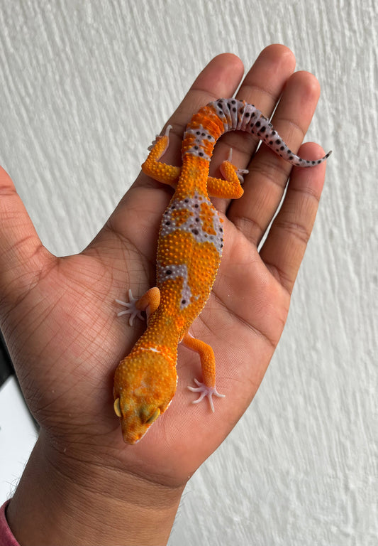 Gecko leopardo Blood macho