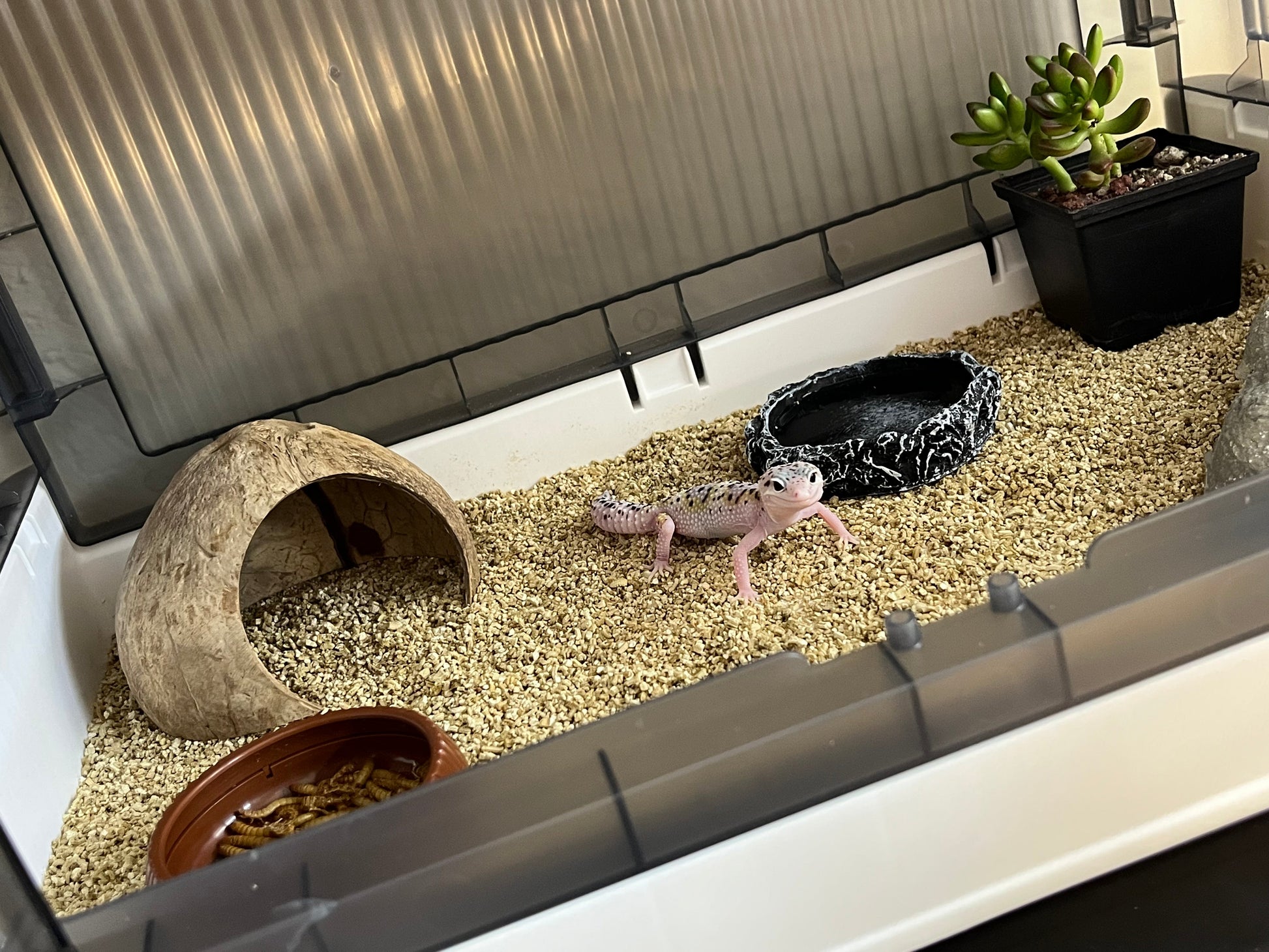 Kit completo para Gecko leopardo - alfareptiles