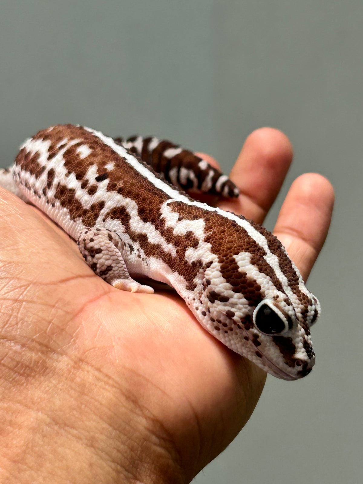 Gecko cola gorda WO Out Oreo Zero Macho