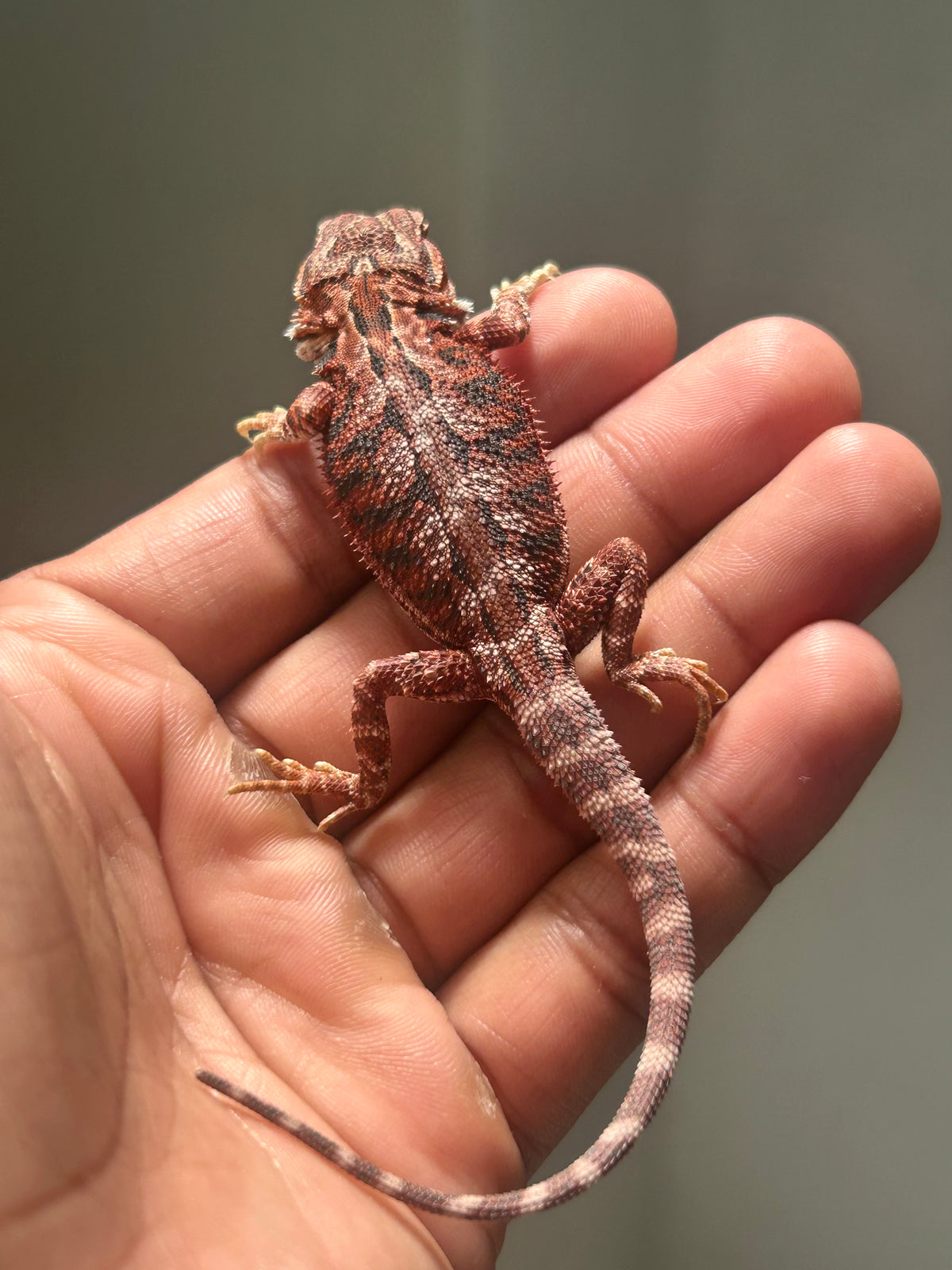 Pogona Red Blue Tiger Hembra