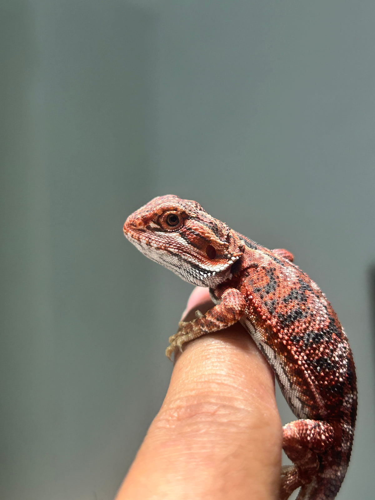 Pogona Red Blue Tiger Hembra