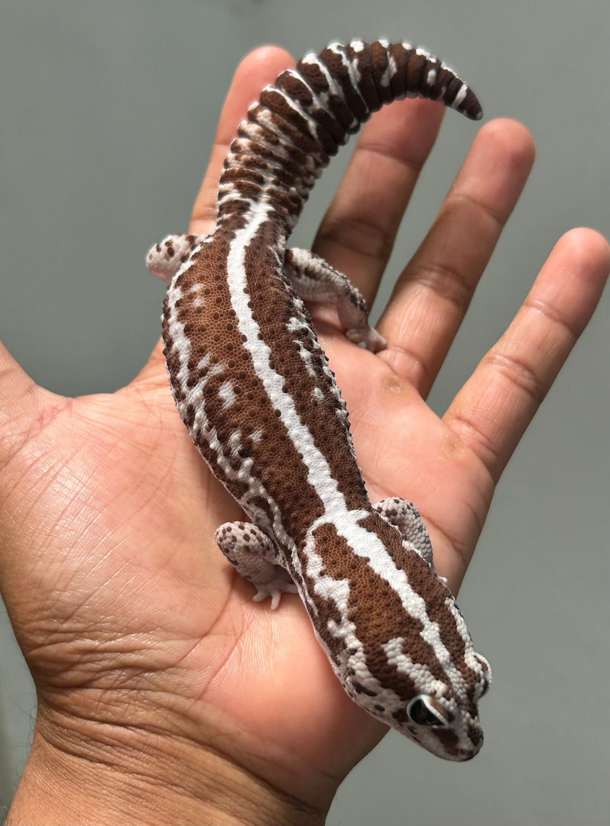 Gecko cola gorda WO Out Oreo Zero Macho