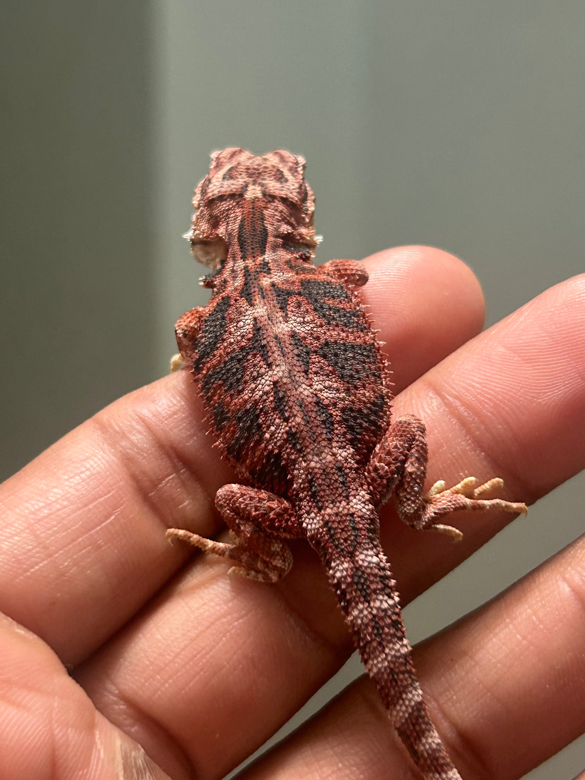 Pogona Red Blue Tiger Hembra