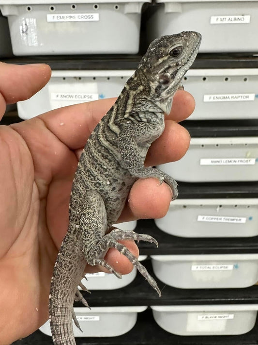 Iguanas rinoceronte