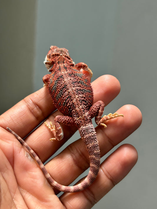 Pogona Red Blue Tiger Macho