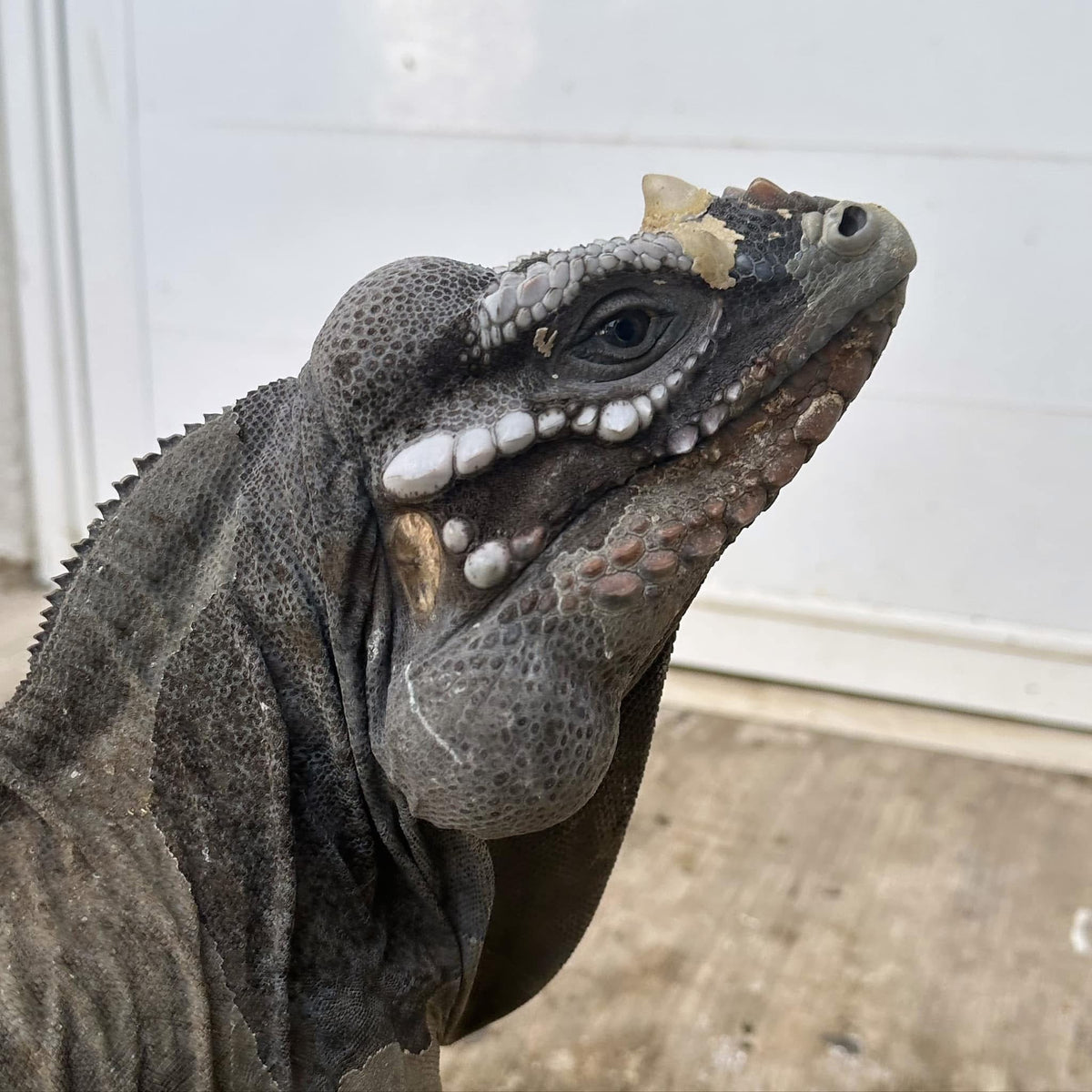 Iguanas rinoceronte