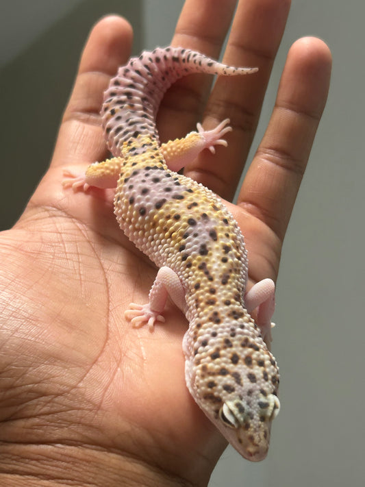 Gecko leopardo Snow eclipse macho