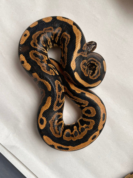 Pitón Bola Spotnose Leopard het clown poss het pied macho - alfareptiles