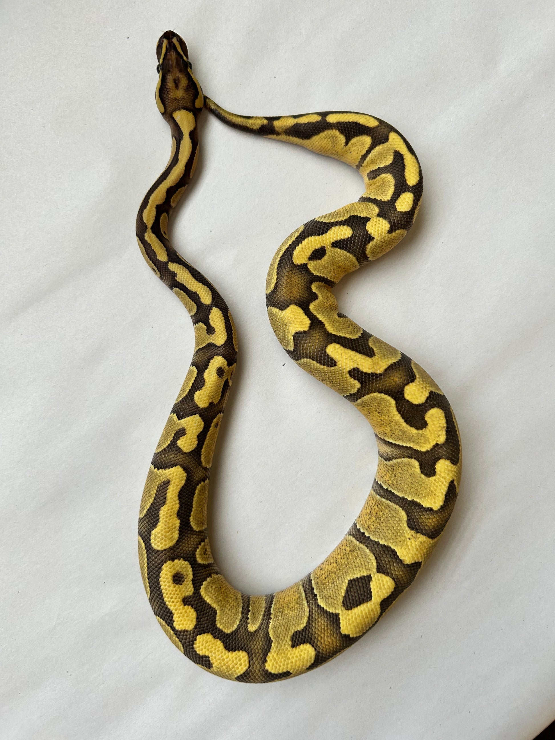 Pitón Bola Vainilla Enchi hembra de 1 año - alfareptiles