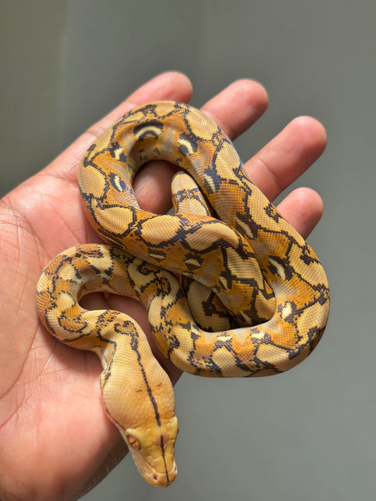 Pitón reticulada mochino hembra - alfareptiles