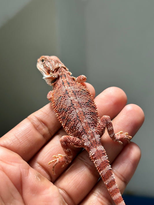 Pogona Chamuco hembra - alfareptiles