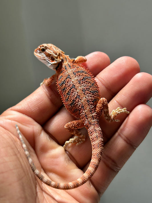 Pogona Chamuco hembra - alfareptiles