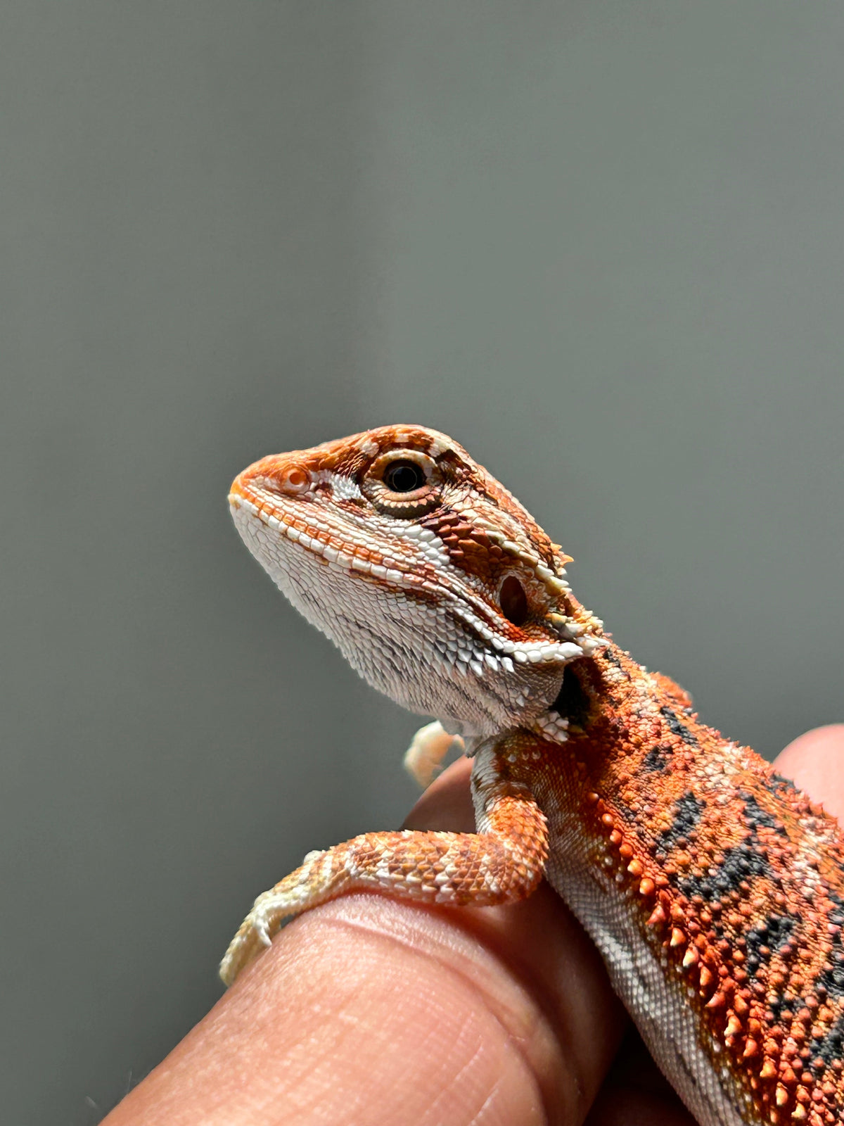 Pogona Chamuco hembra - alfareptiles