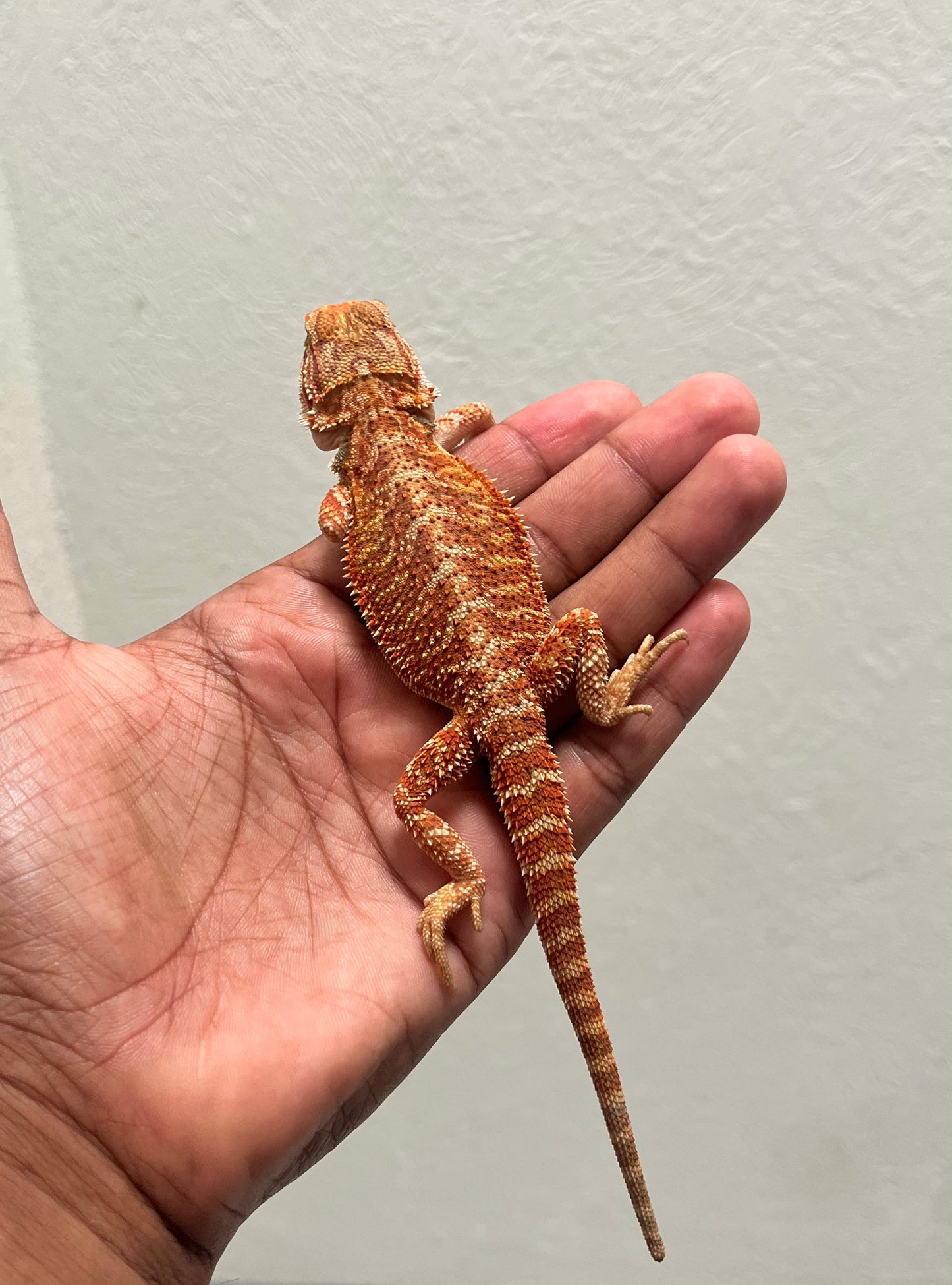 Pogona Chamuco hypo het trans macho - alfareptiles