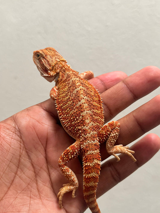 Pogona Chamuco hypo het trans macho - alfareptiles