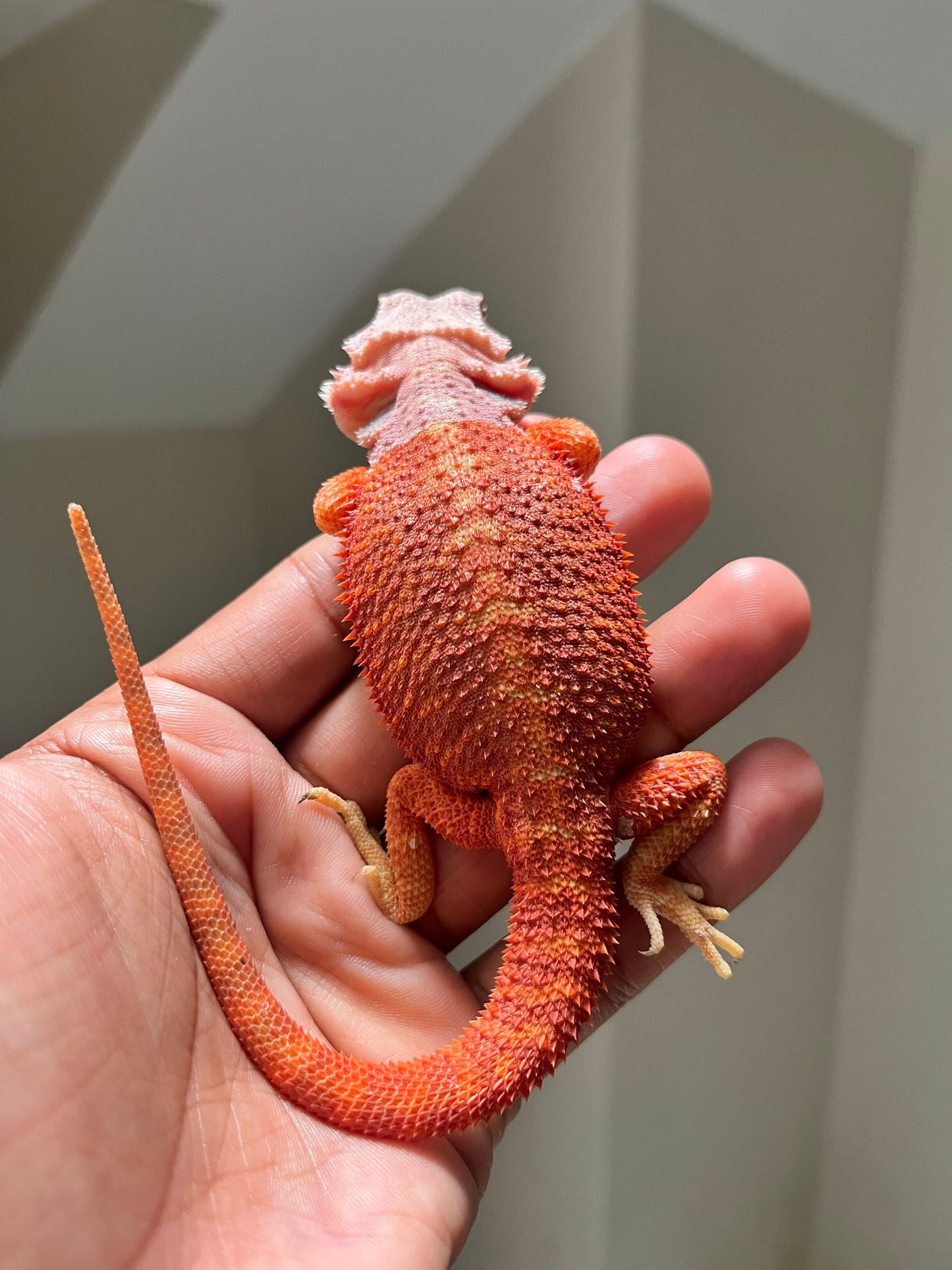 Pogona Chamuco hypo trans macho - alfareptiles