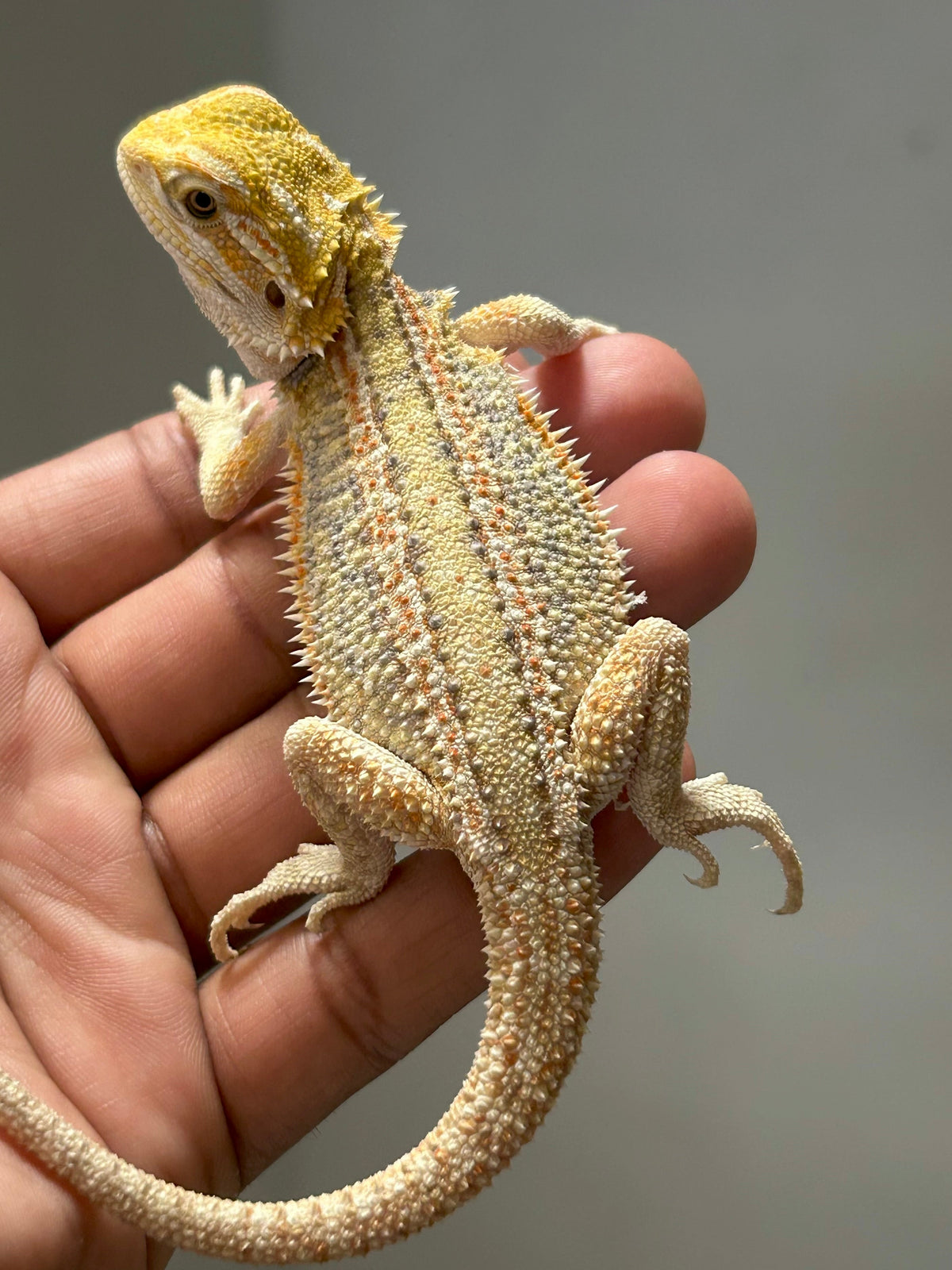 Pogona Citrus hypo dunner hembra - alfareptiles