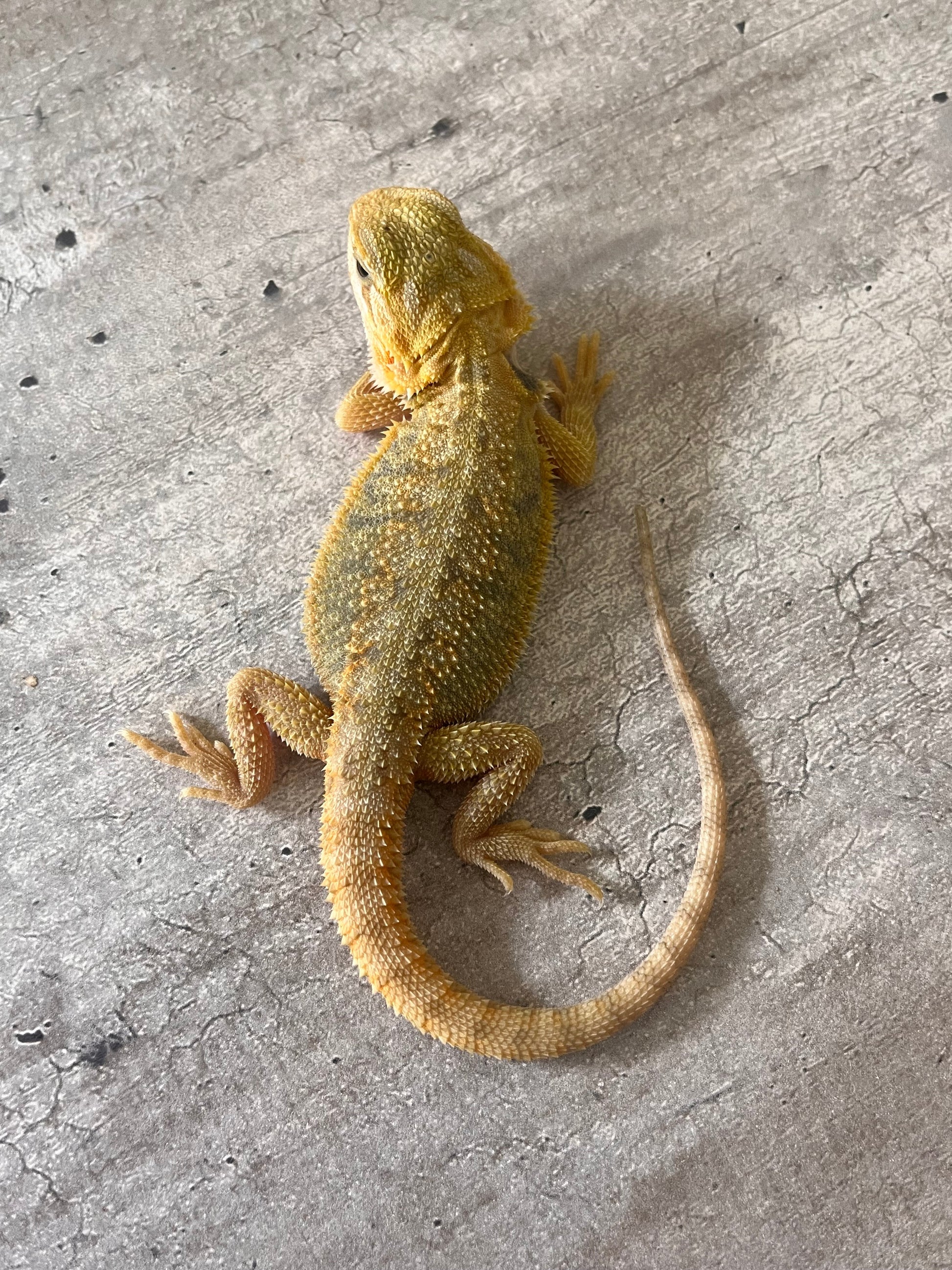 Pogona citrus hypo trans 100% het witblits hembra - alfareptiles