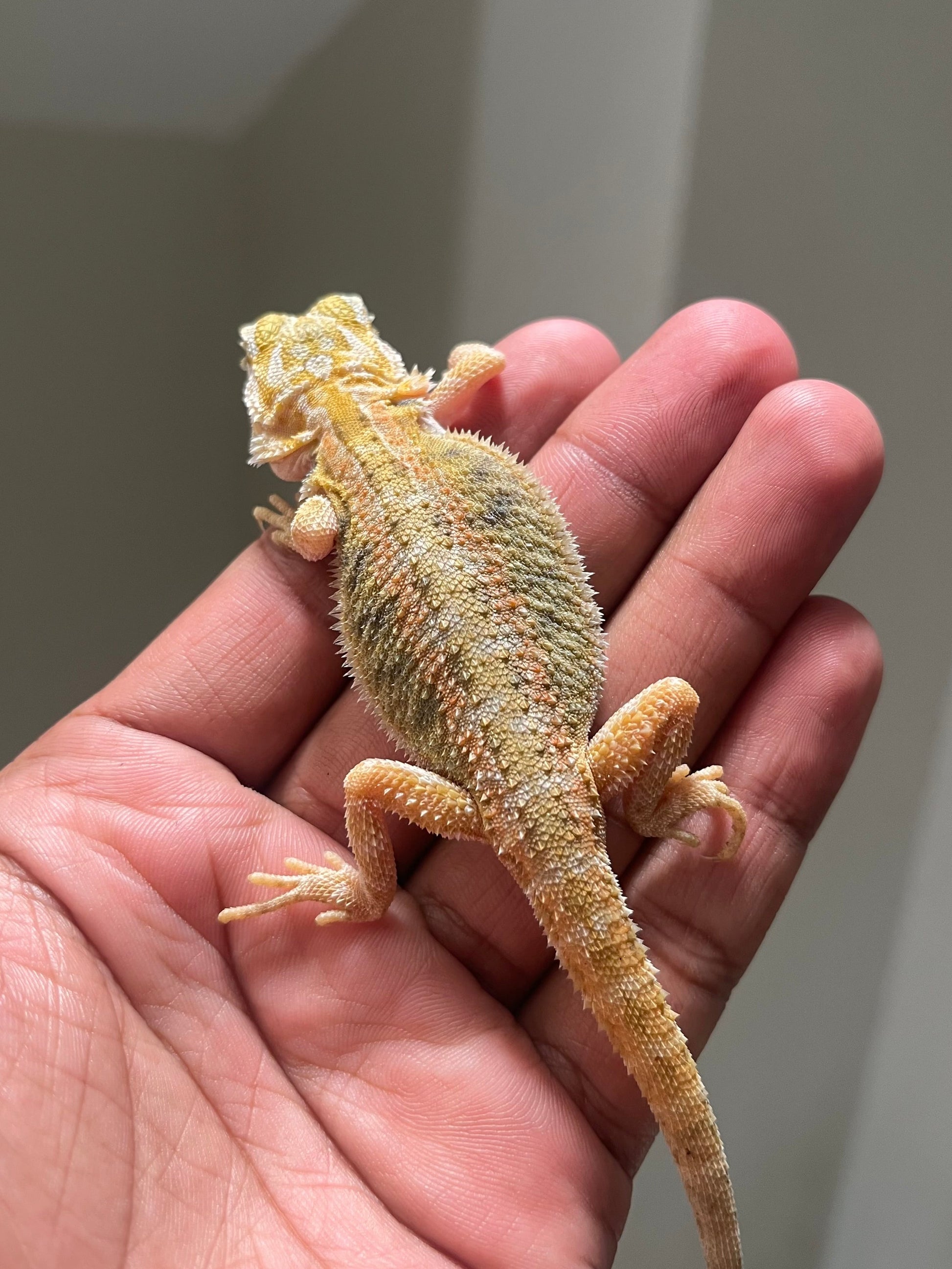 Pogona Citrus hypo trans 100% het witblits hembra - alfareptiles