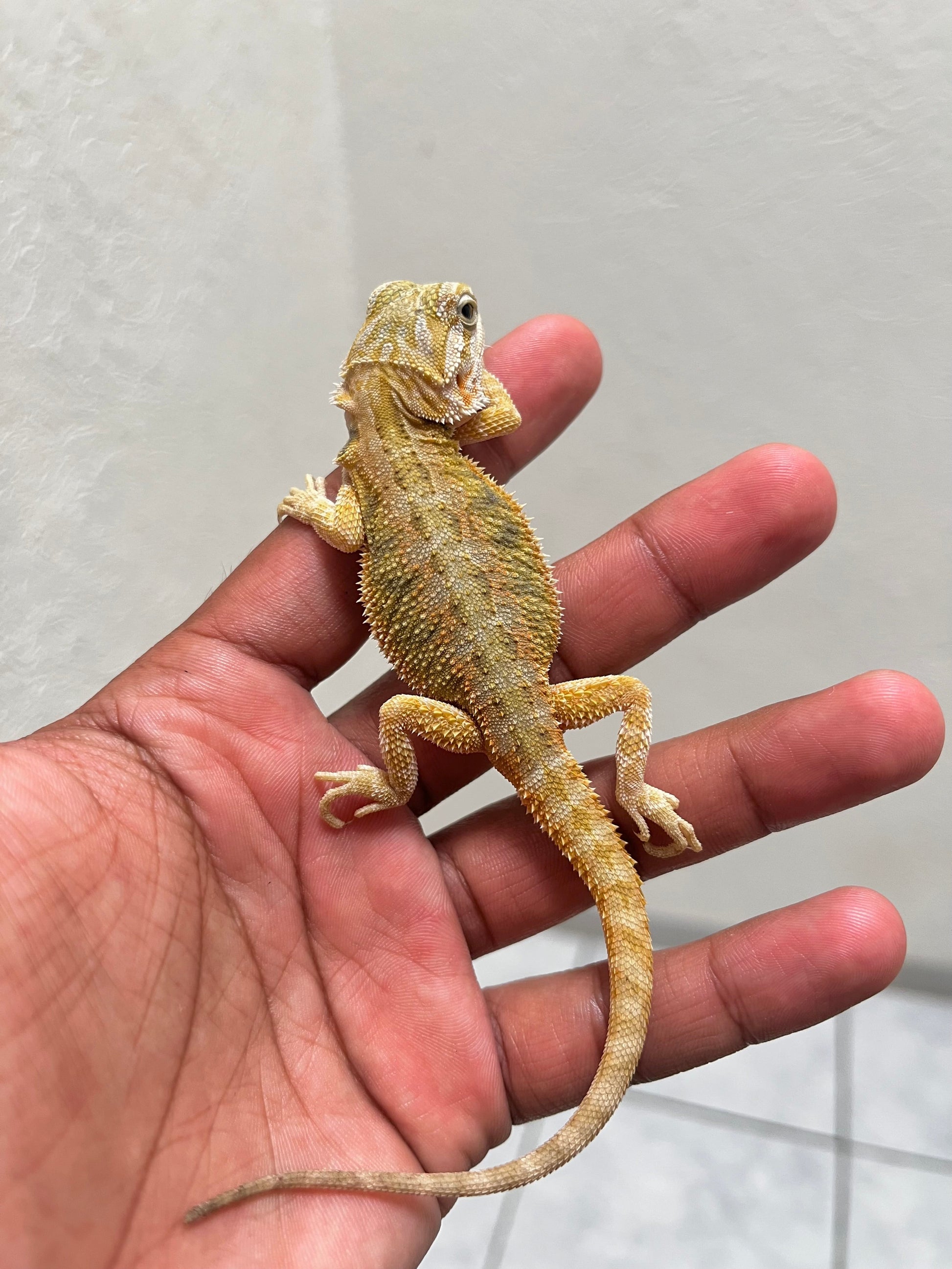 Pogona citrus hypo trans 100% het witblits hembra - alfareptiles