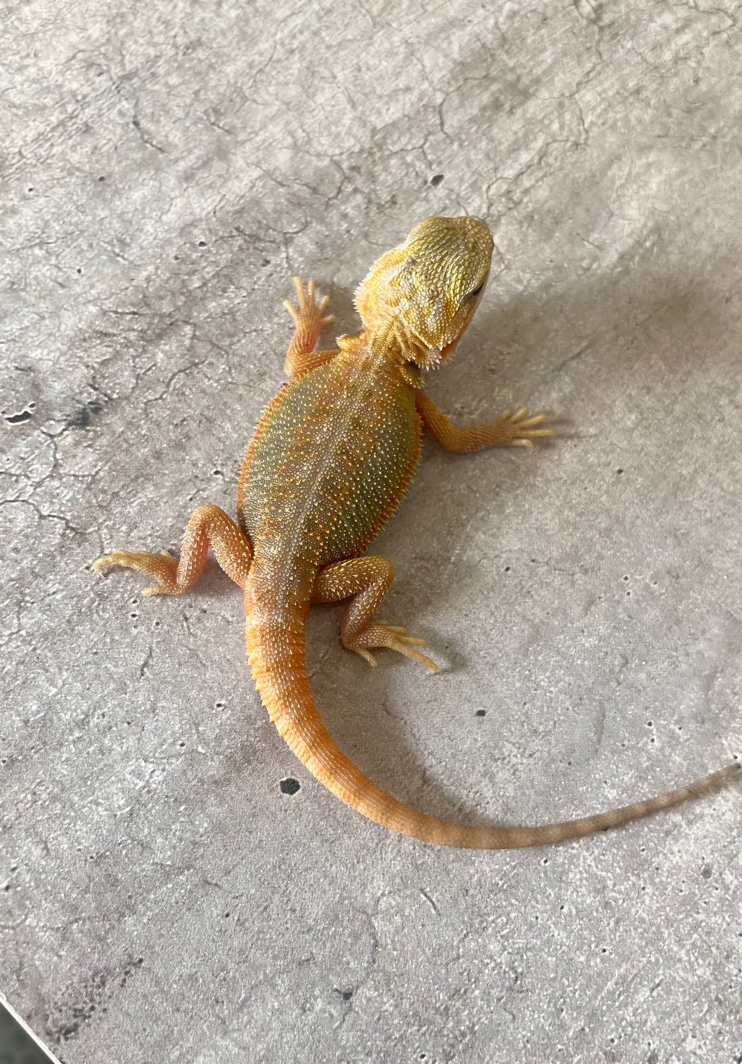 Pogona citrus hypo trans 100% het witblits macho - alfareptiles