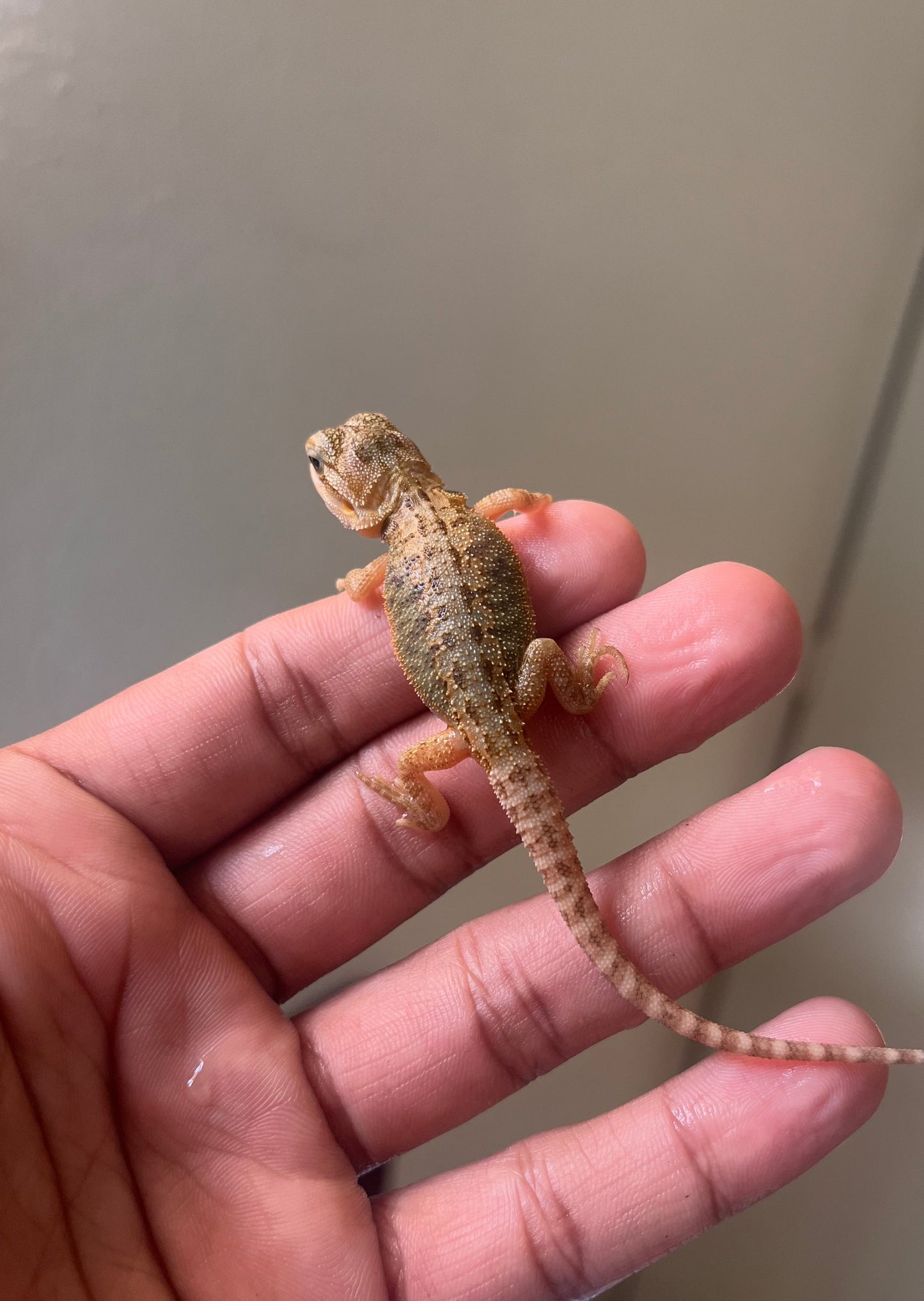 Pogona Citrus trans 100% het witblits/hypo macho - alfareptiles