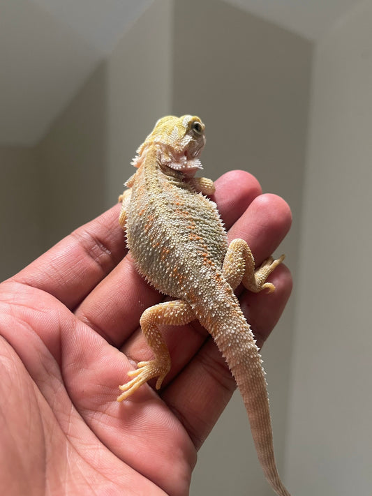 Pogona Hypo trans 100% het witblits hembra - alfareptiles