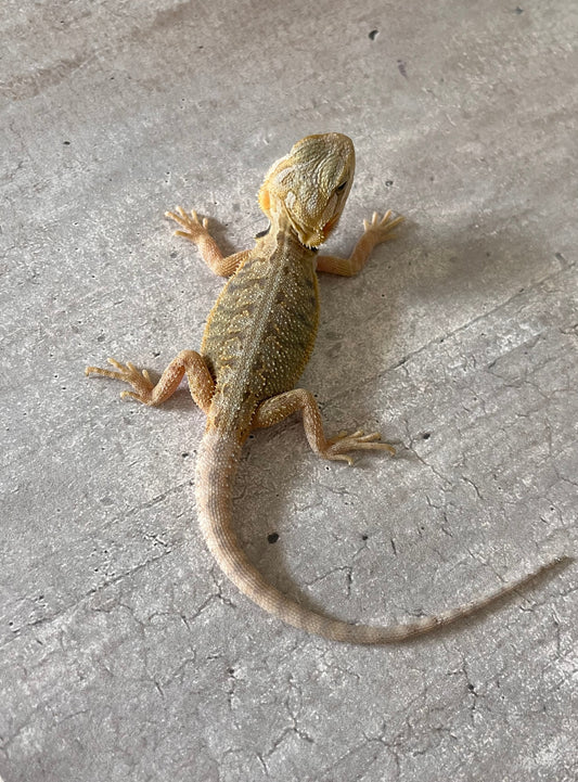 Pogona Hypo trans 100% het witblits macho - alfareptiles