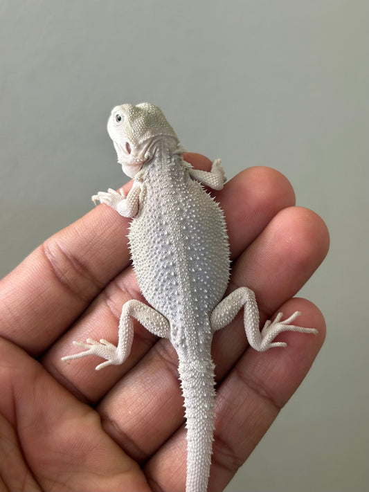 Pogona Hypo Witblits 66% het trans poss het zero Hembra - alfareptiles