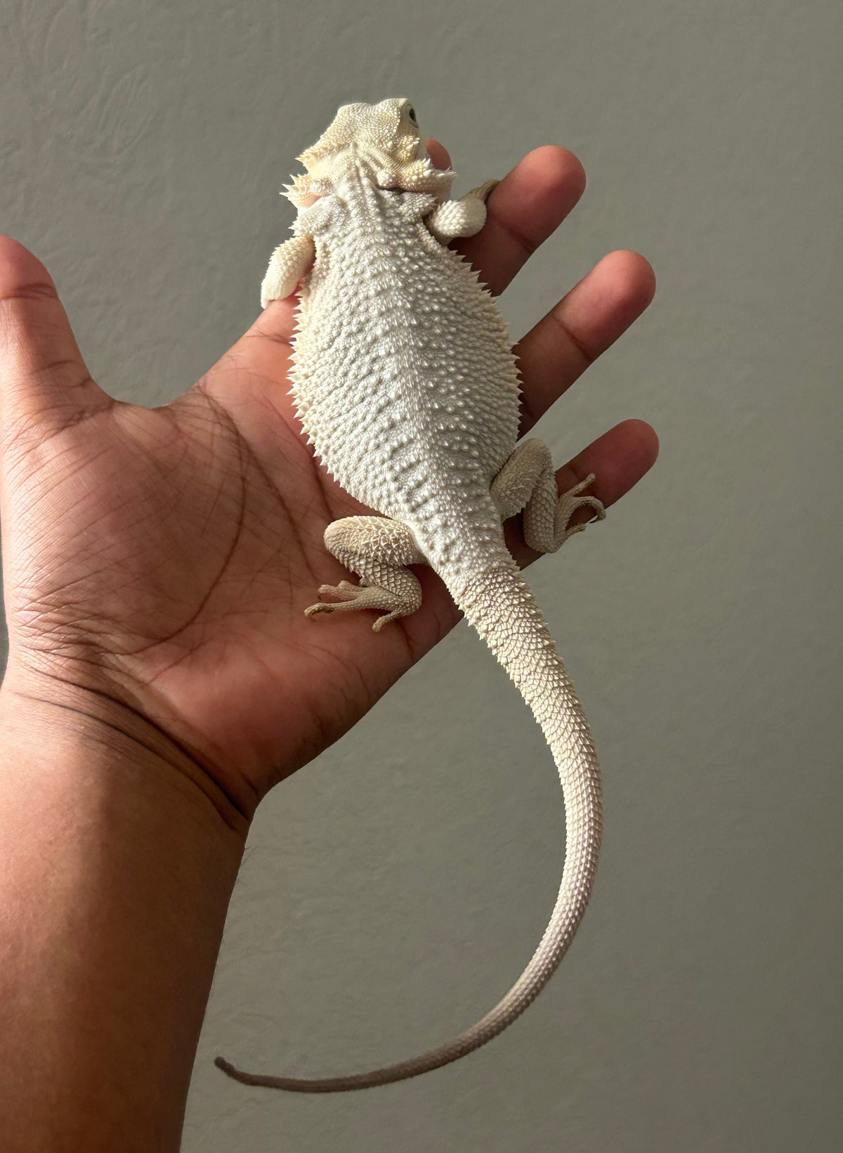 Pogona Hypo Witblits 66% het zero poss het trans hembra - alfareptiles