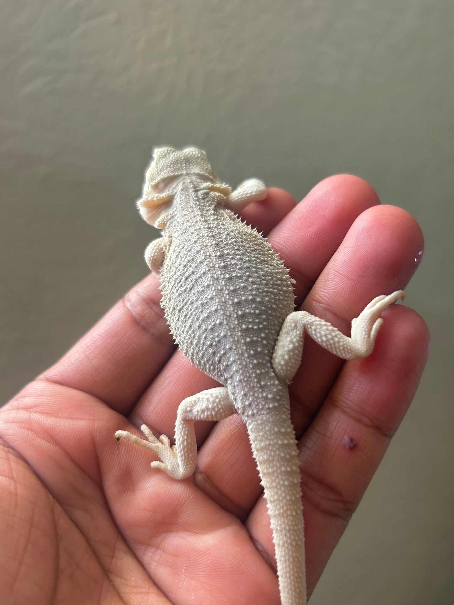 Pogona Hypo Witblits 66% het zero poss het trans hembra - alfareptiles