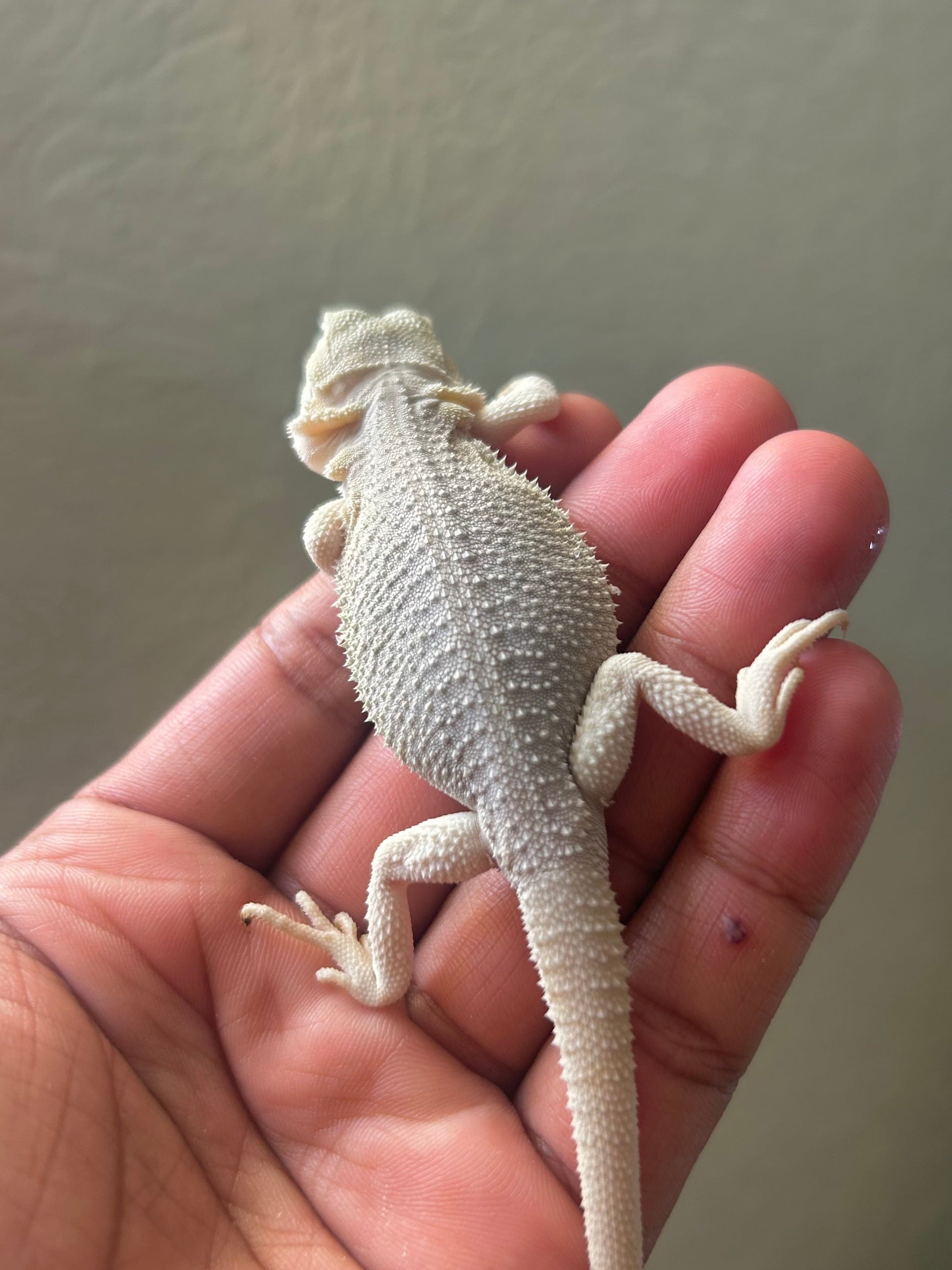 Pogona Hypo Witblits 66% het zero poss het trans hembra - alfareptiles