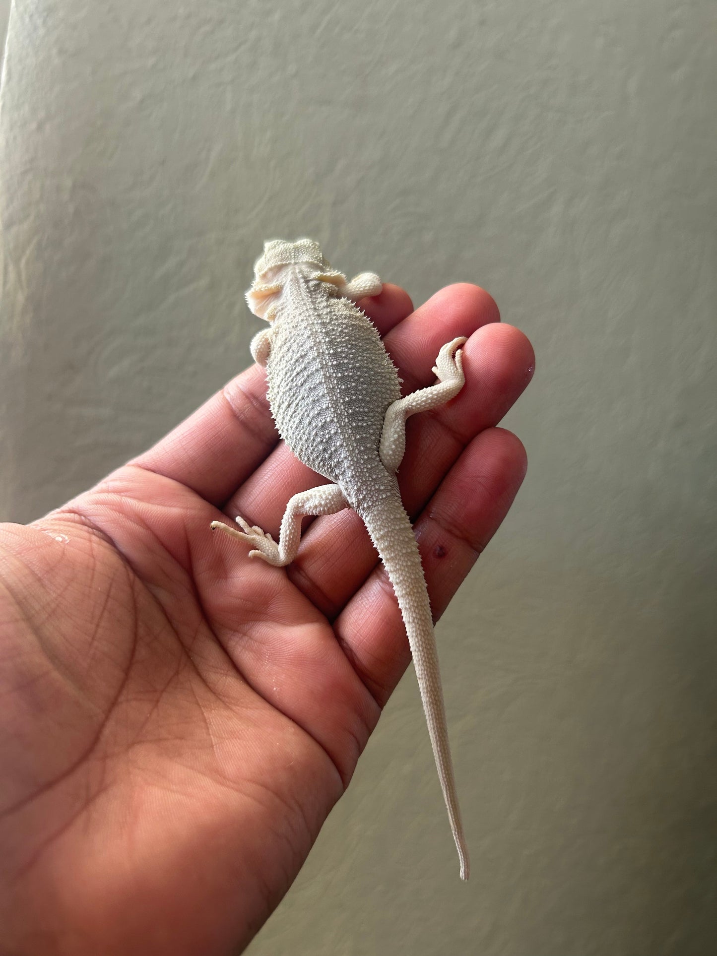 Pogona Hypo Witblits 66% het zero poss het trans hembra - alfareptiles
