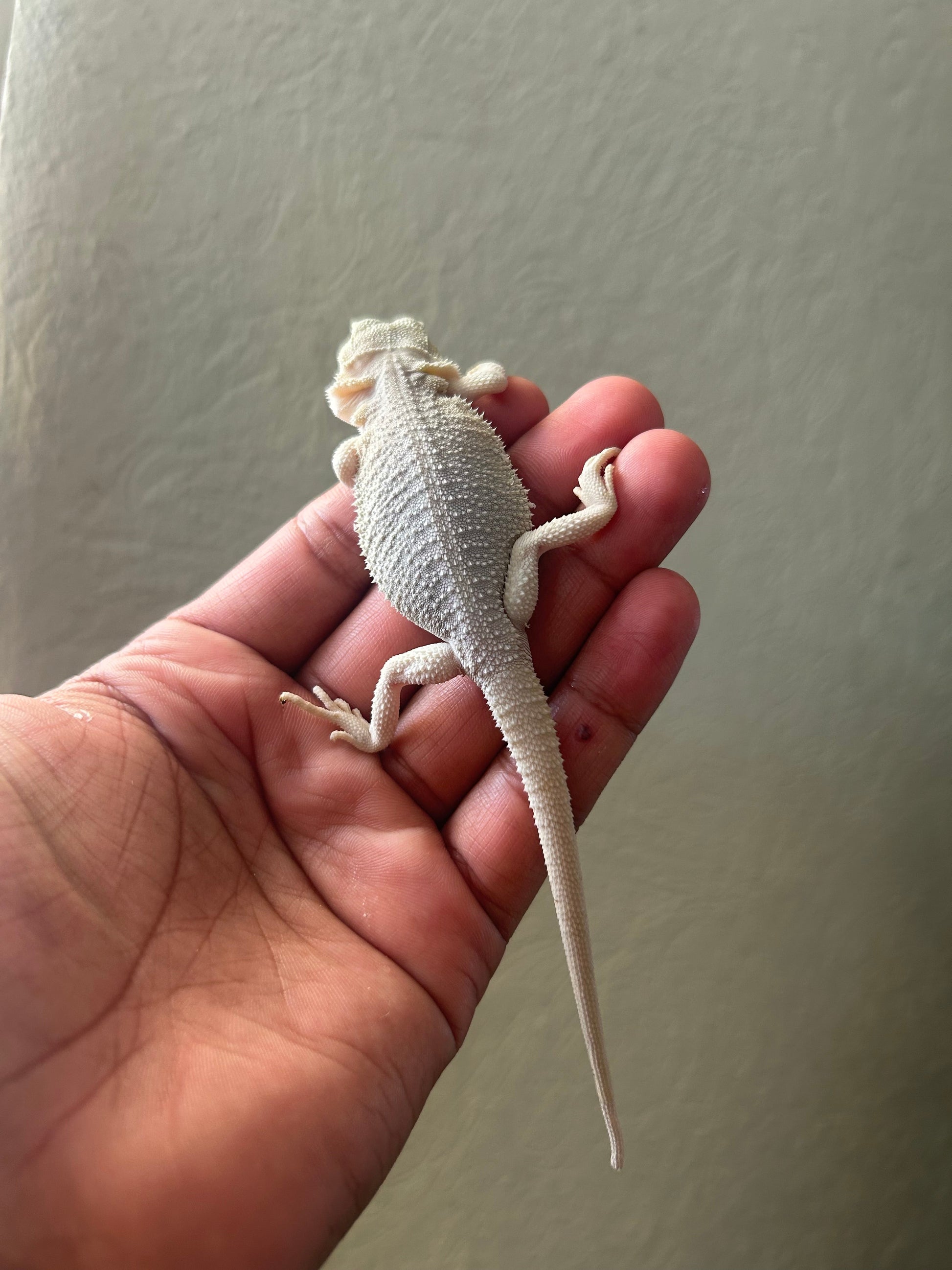 Pogona Hypo Witblits 66% het zero poss het trans hembra - alfareptiles