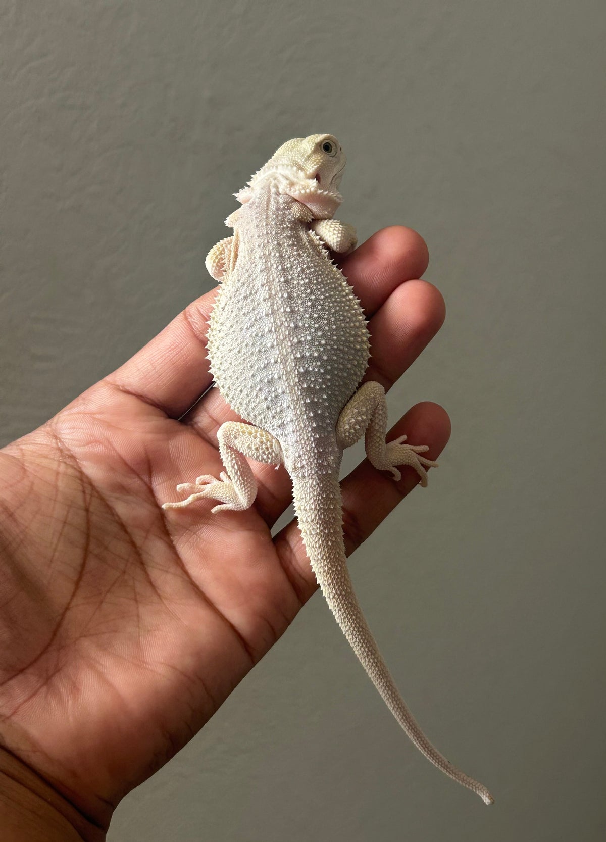 Pogona Hypo Witblits 66% het zero poss het trans hembra - alfareptiles