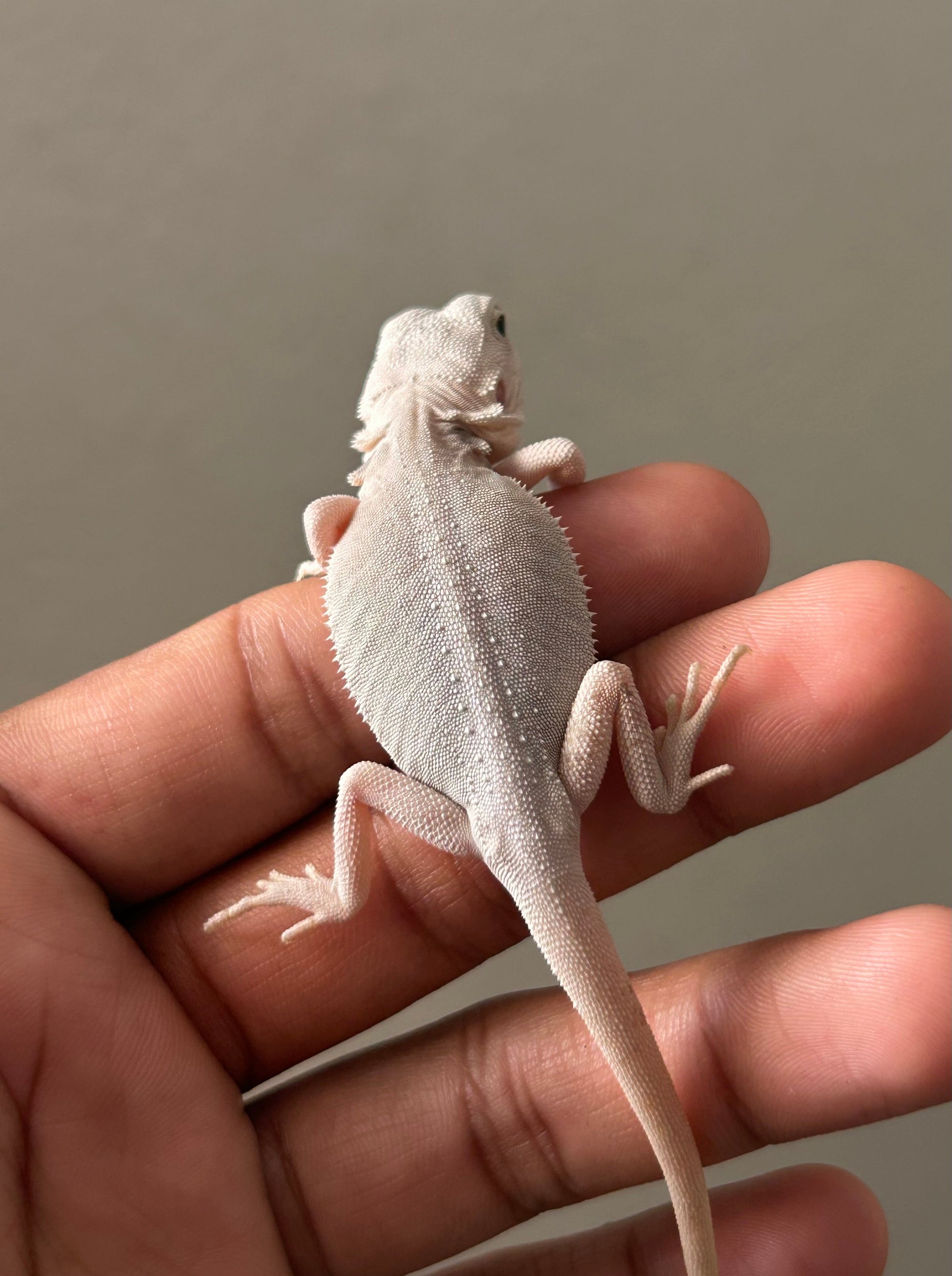 Pogona Hypo Zero Leatherback 66% het witblits poss het trans macho - alfareptiles