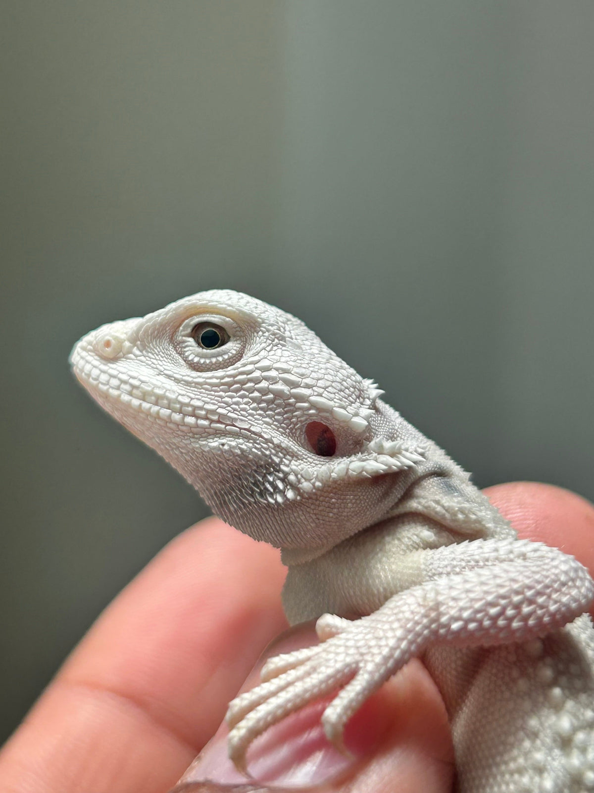 Pogona Hypo zero macho - alfareptiles