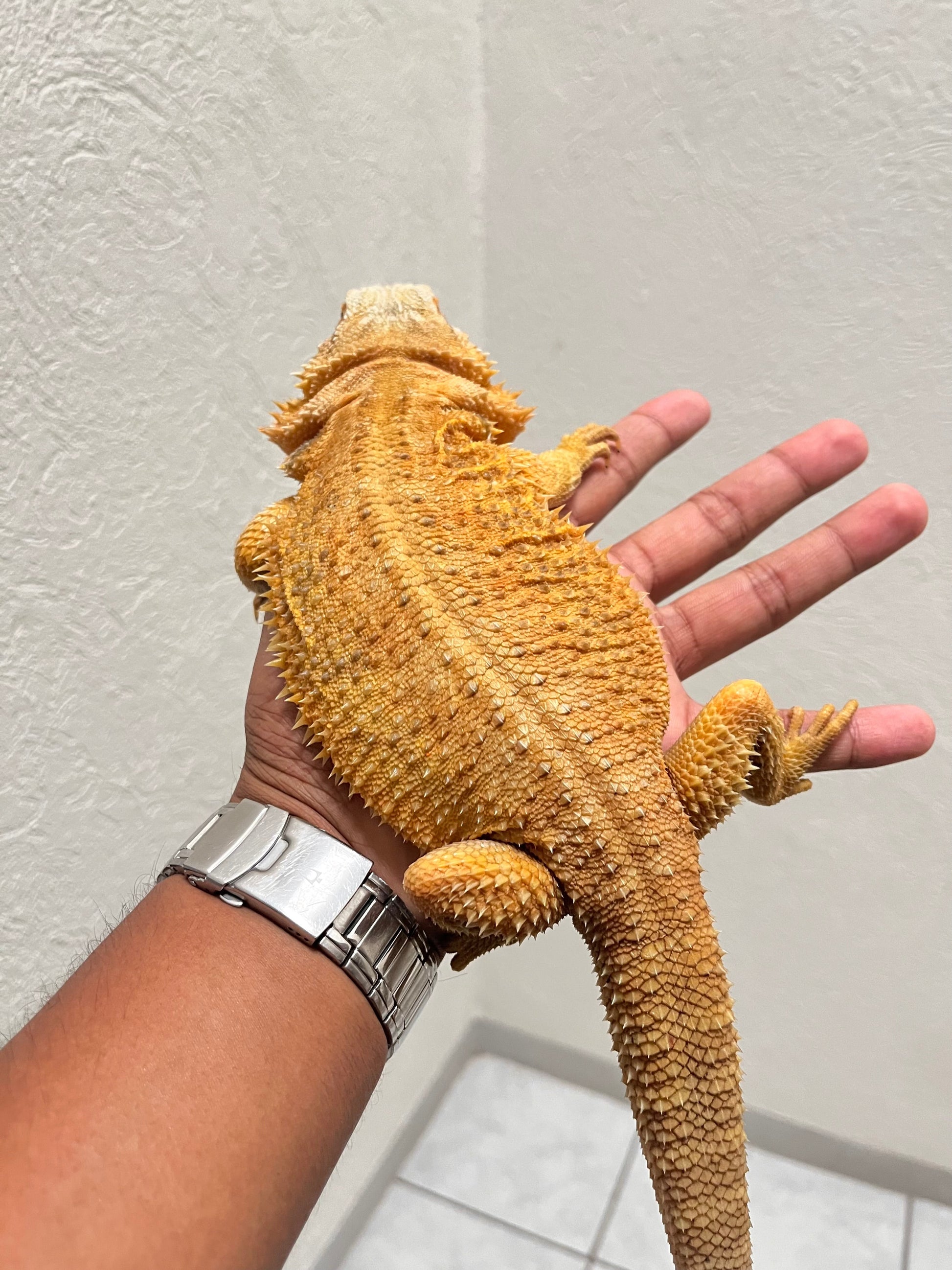 Pogona Orange hypo trans hembra adulta - alfareptiles