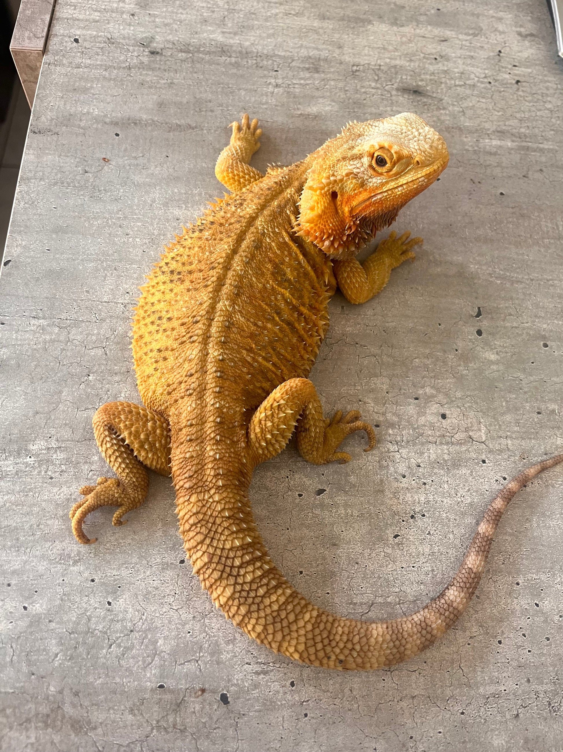 Pogona Orange hypo trans hembra adulta - alfareptiles