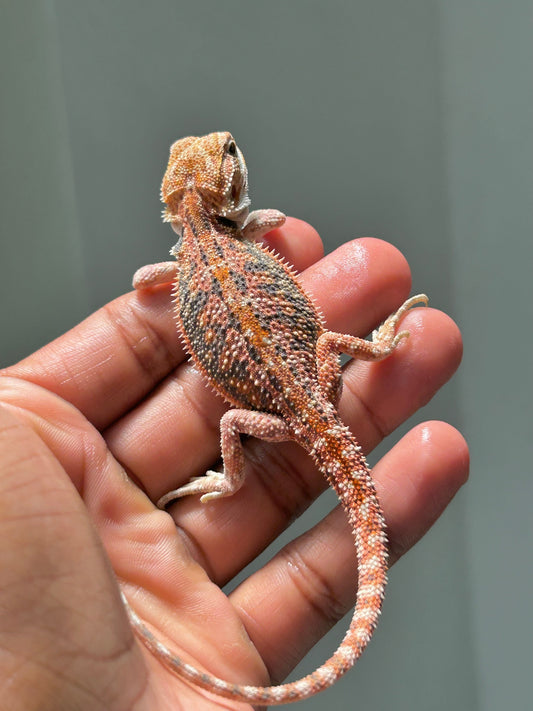 Pogona Red hypo dunner macho - alfareptiles