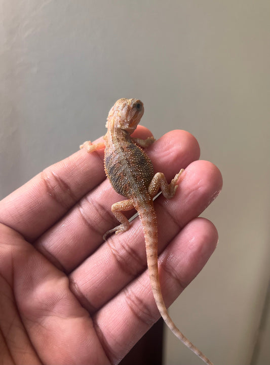 Pogona Red hypo trans 100% het witblits macho - alfareptiles