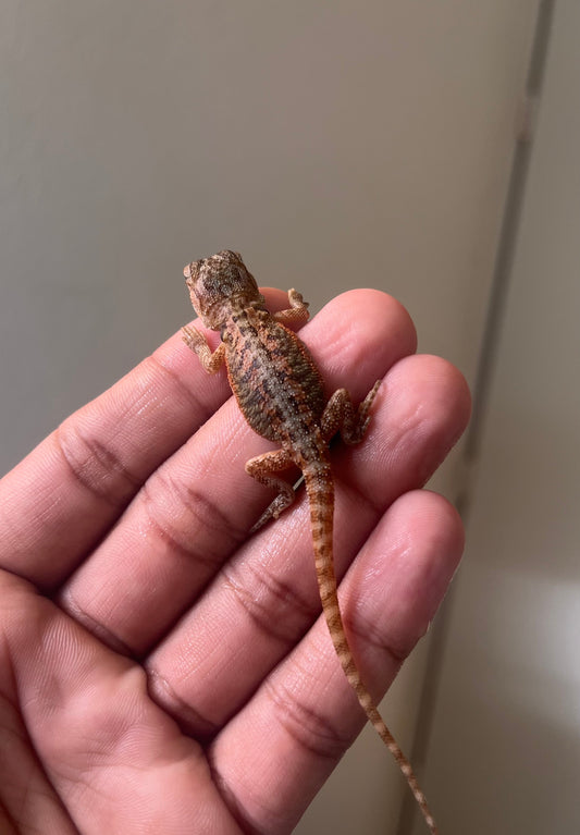 Pogona Red trans 100% het witblits/hypo hembra - alfareptiles